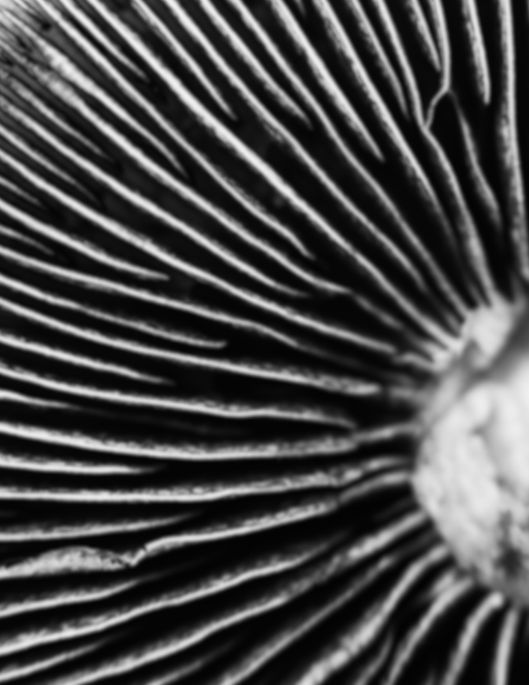 Psilocybin Facilitation Support Services