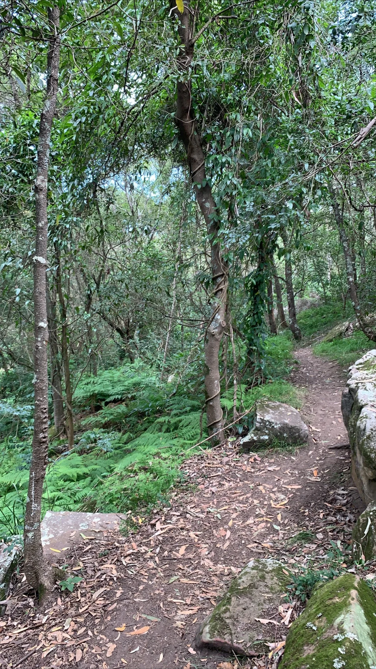 Walk & Talk – Movement, Conversation, and Space to Breathe