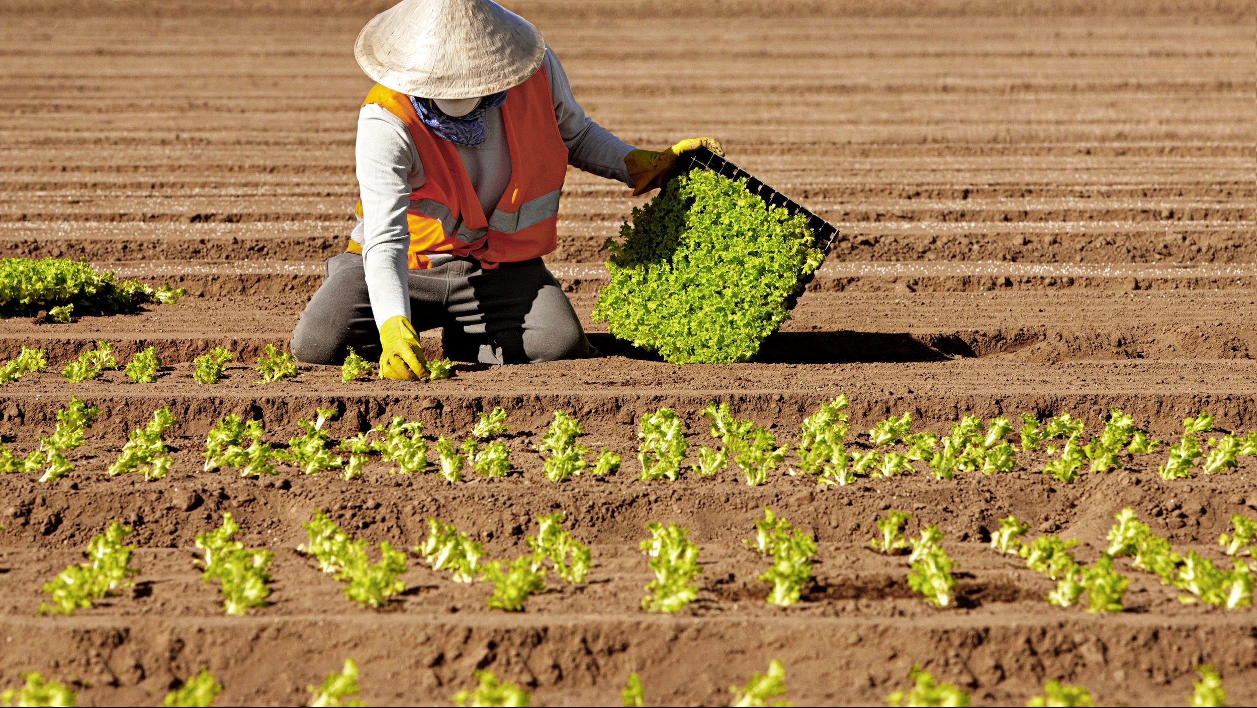 TRPD-Picker 4A.jpg