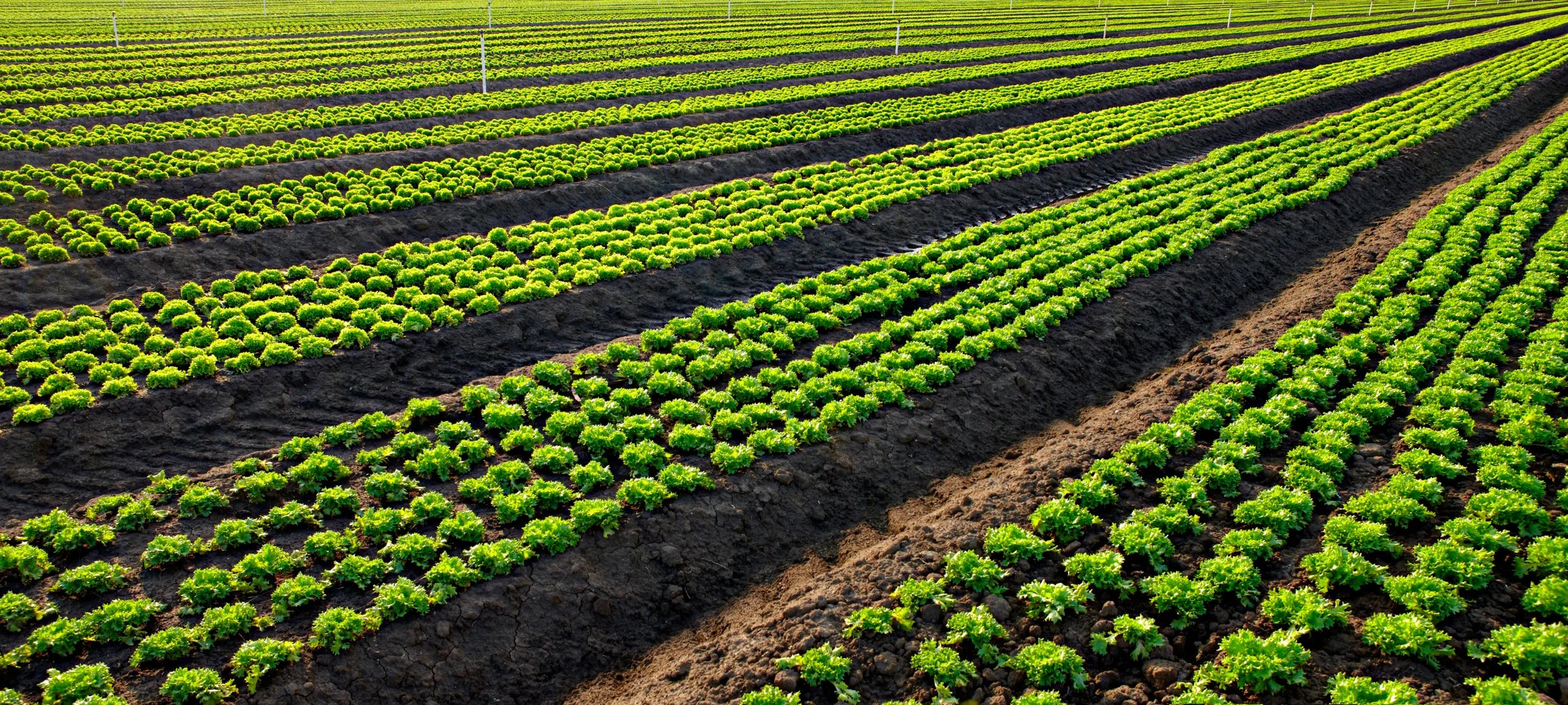 TRPD-Crops 3.jpg
