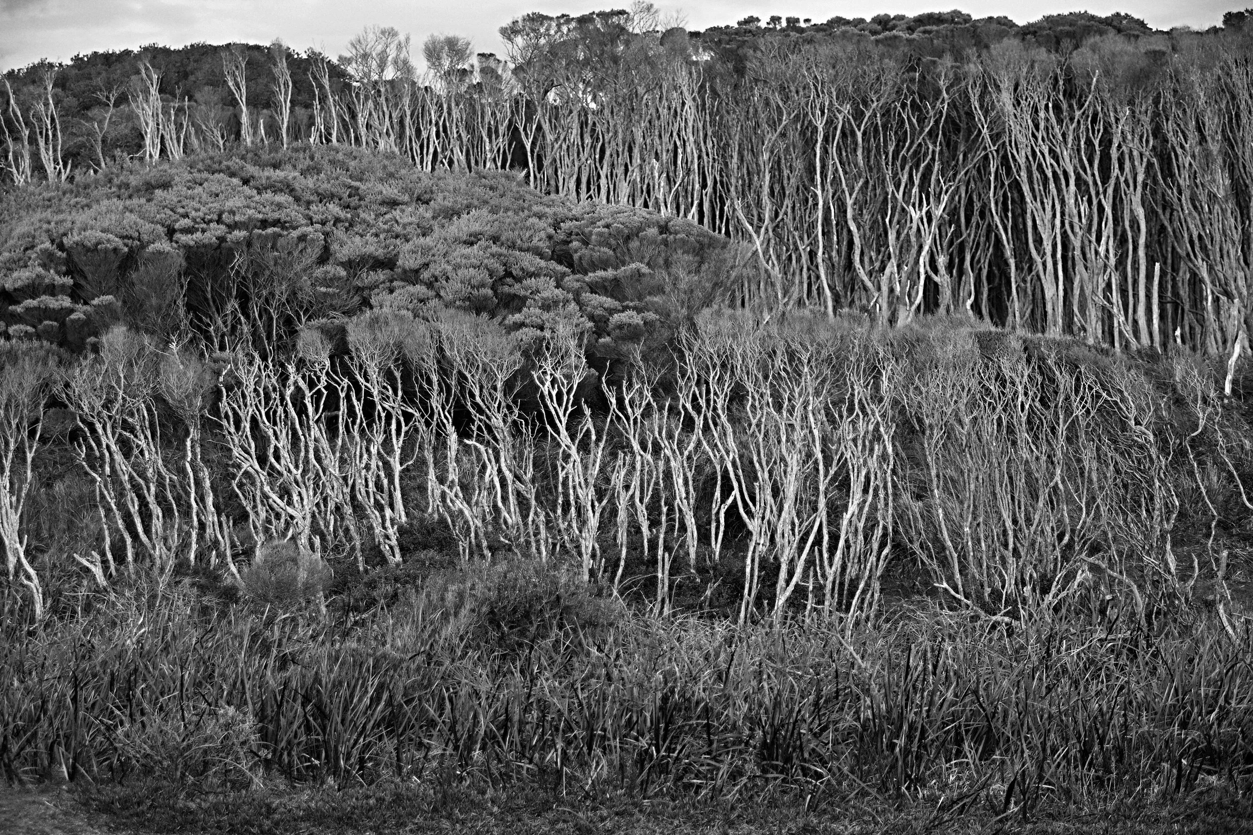 Strahan Scrub-BW.jpg