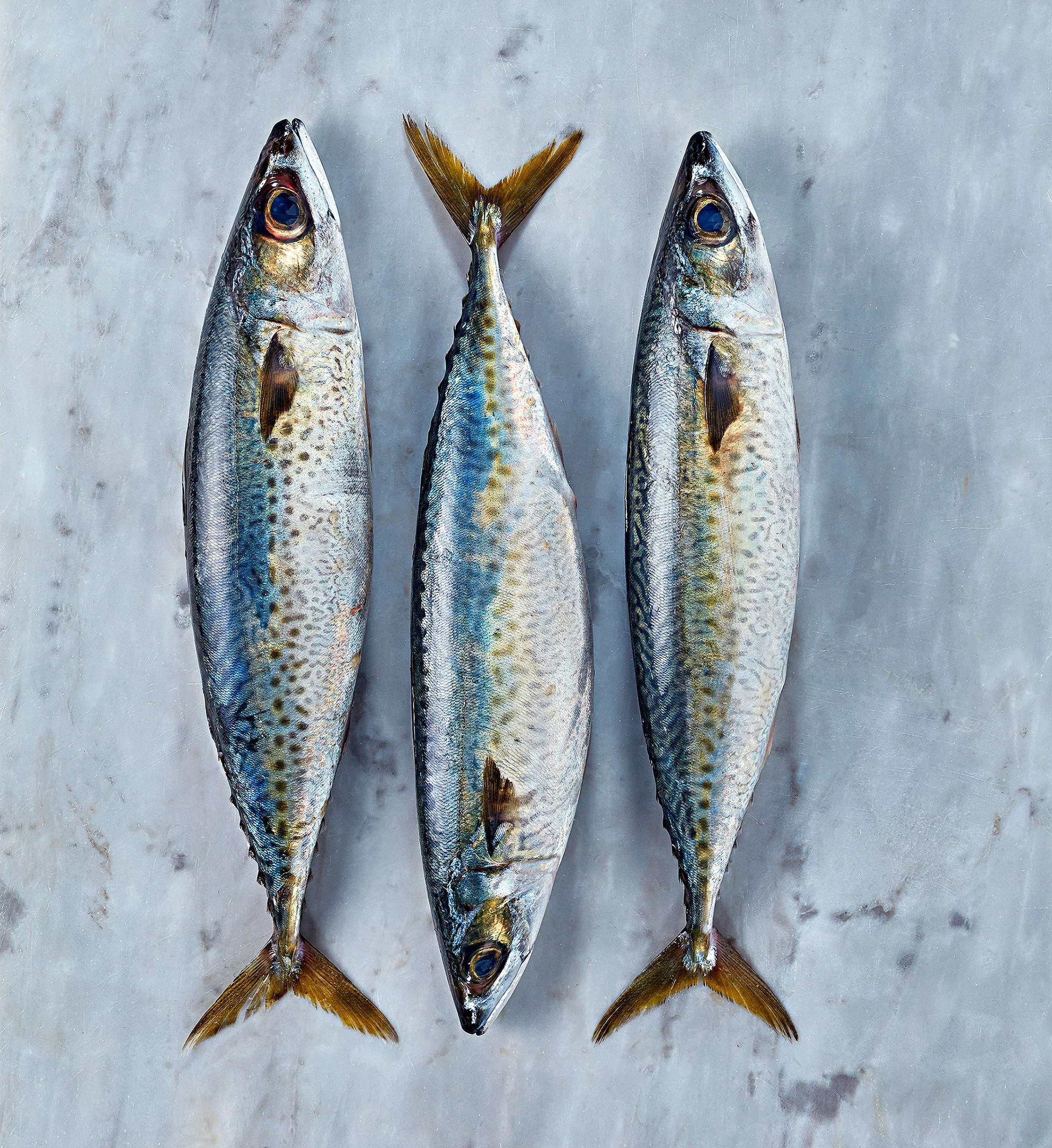 Mackerel.jpg