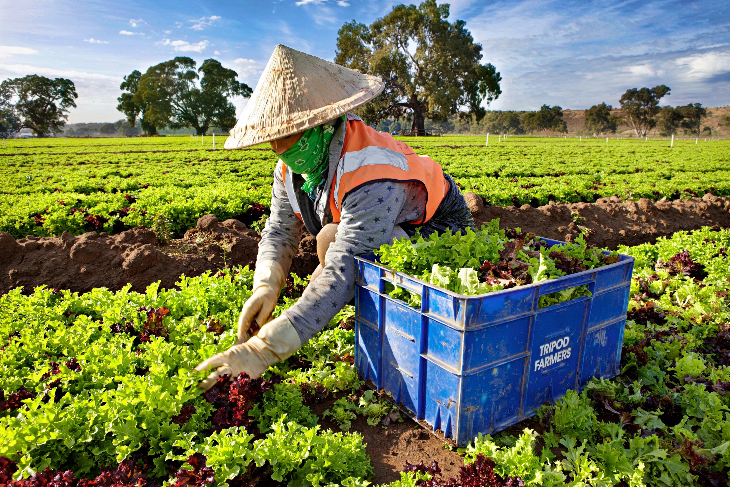 TRPD-Picker 3.jpg