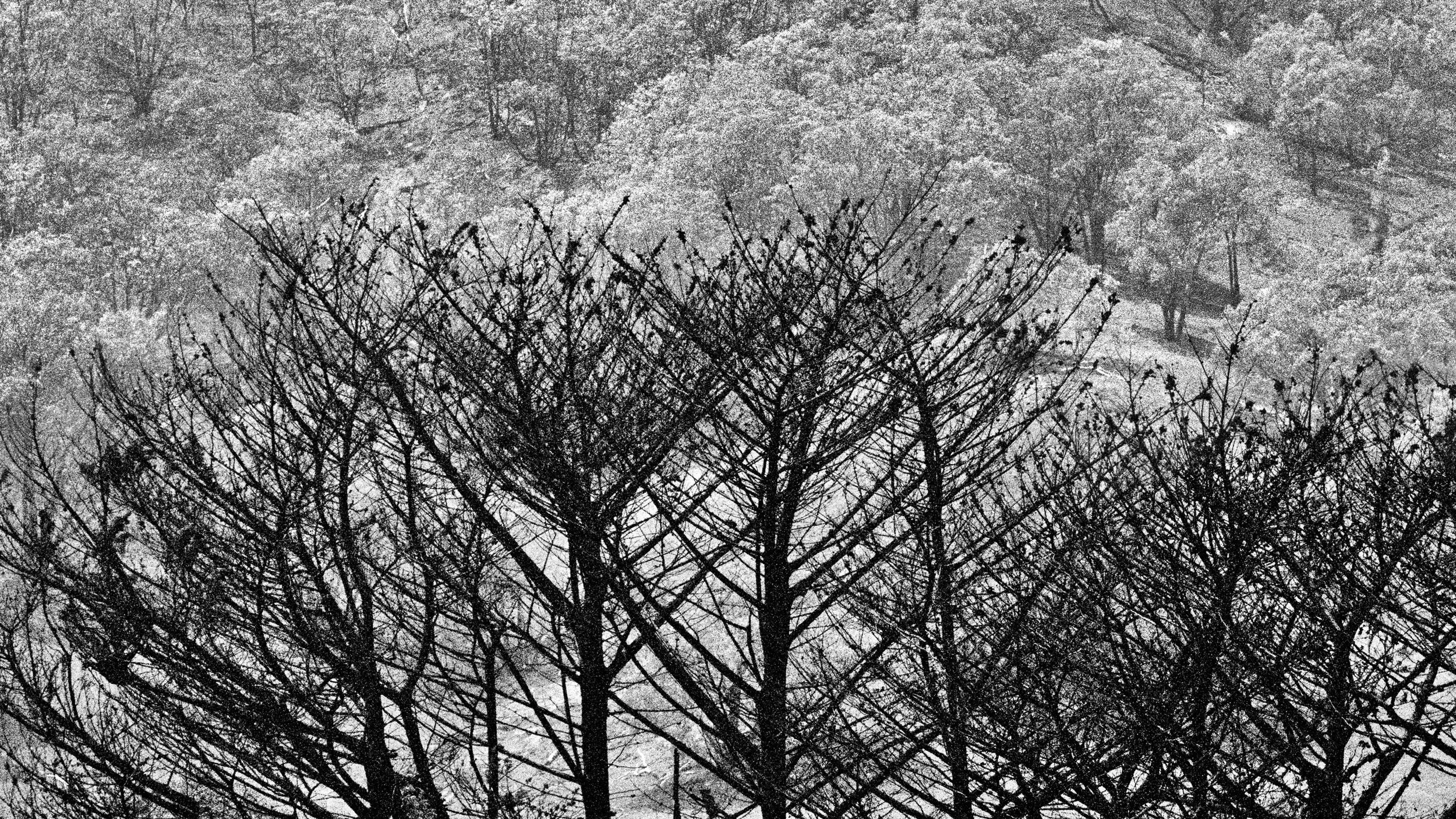 WEB_LACOLA-FIRES-Scorched-Tree.jpg