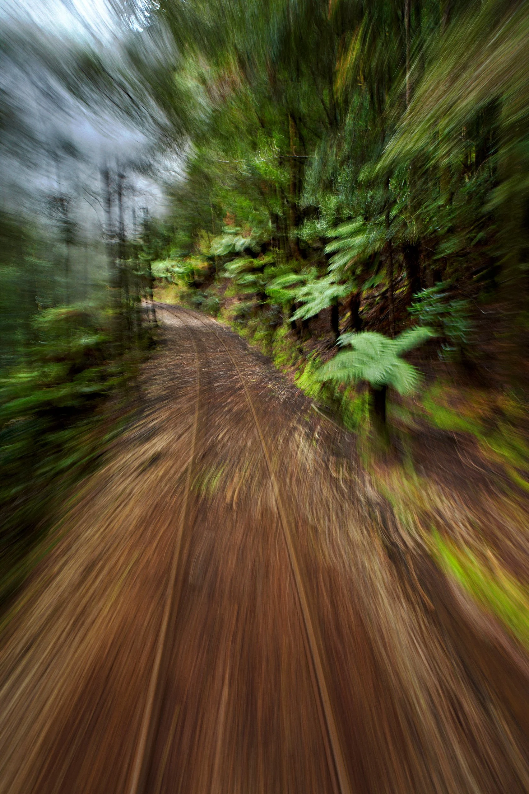 Track & Trees-1(LW).jpg