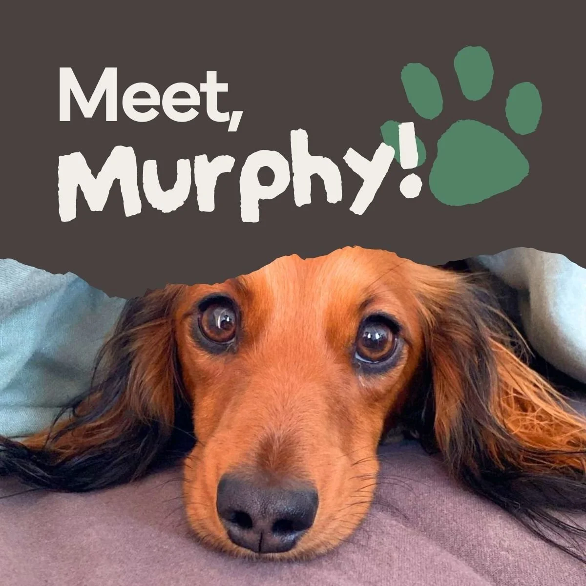 PETC_Meet Murphy_03.jpg