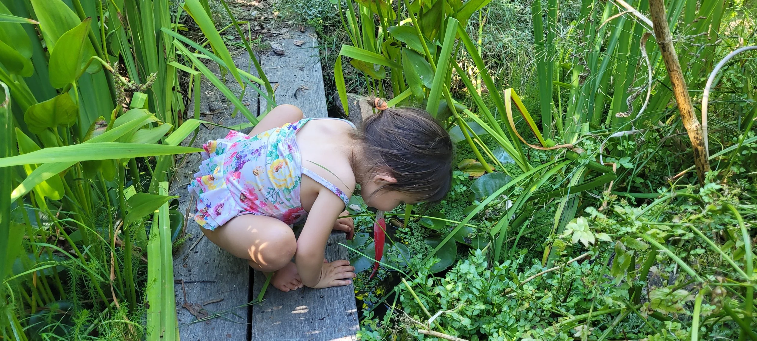 A young girl crouching on a wooden dock near a pond, surrounded by tall green plants and reeds, looking closely at the water and plants.