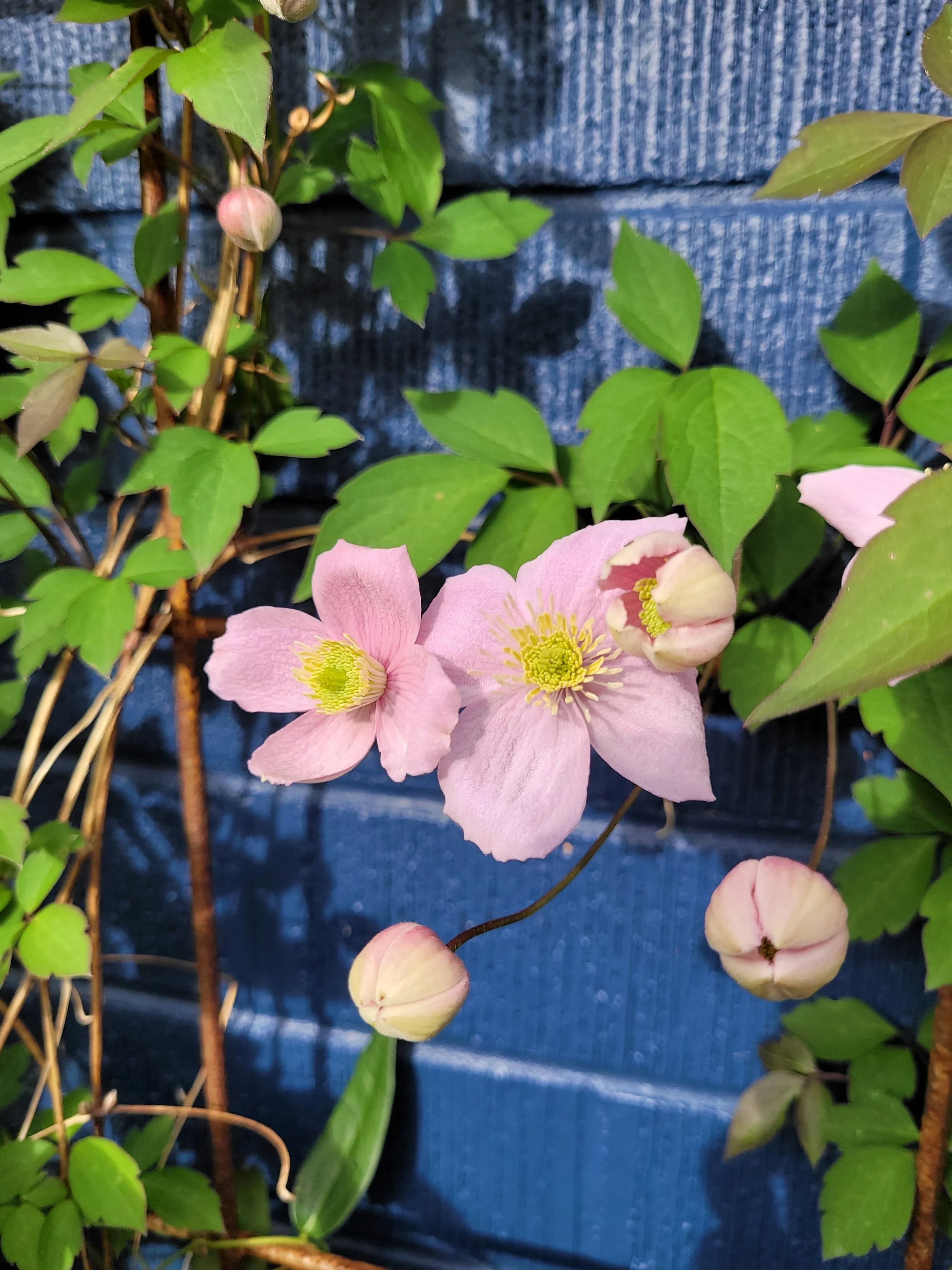 Pink clematis flowers blooming among green leaves against a blue wooden background.