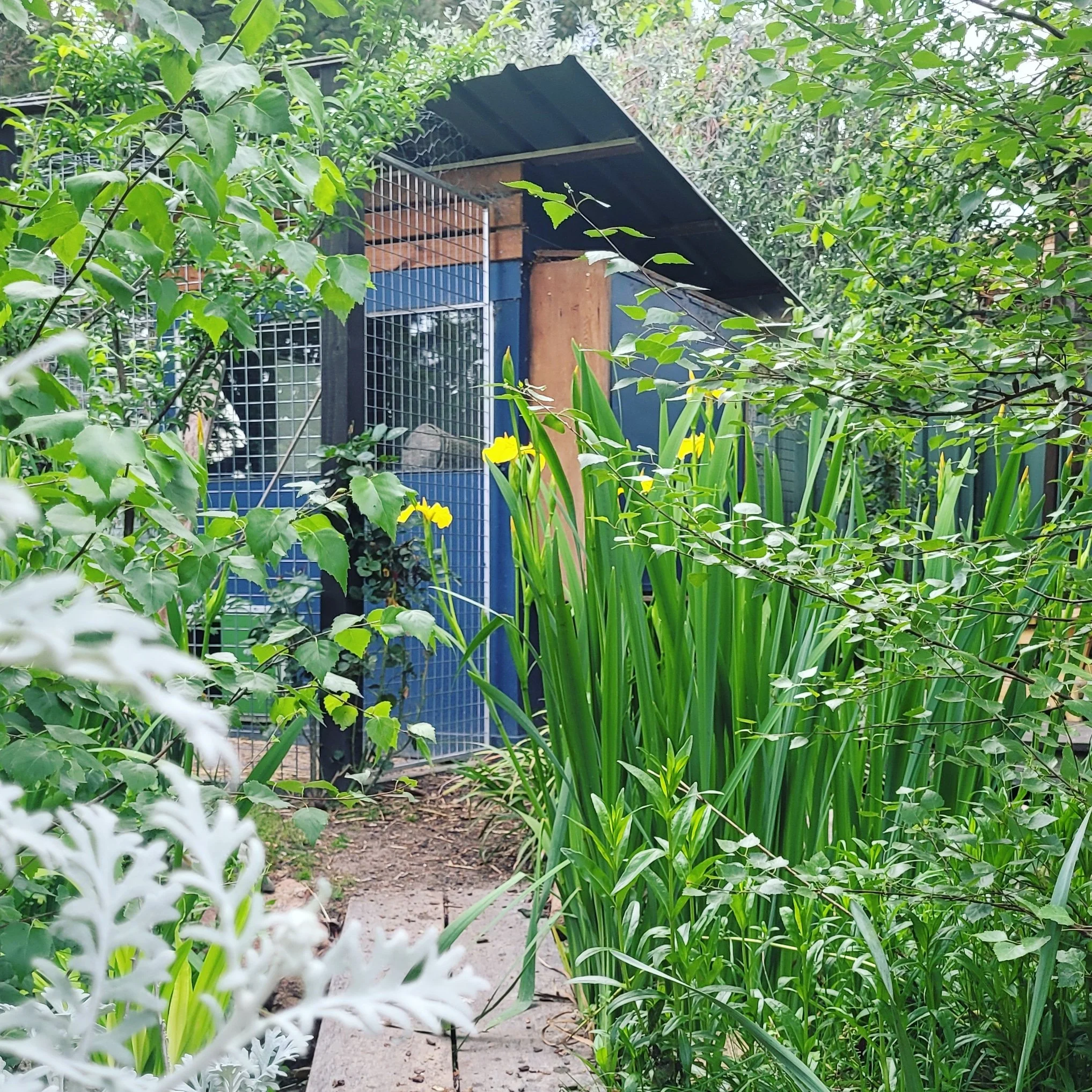 A lush garden with green foliage, yellow flowers, and a small enclosed animal shelter with a blue and black exterior, wire mesh doors, and a slanted roof.