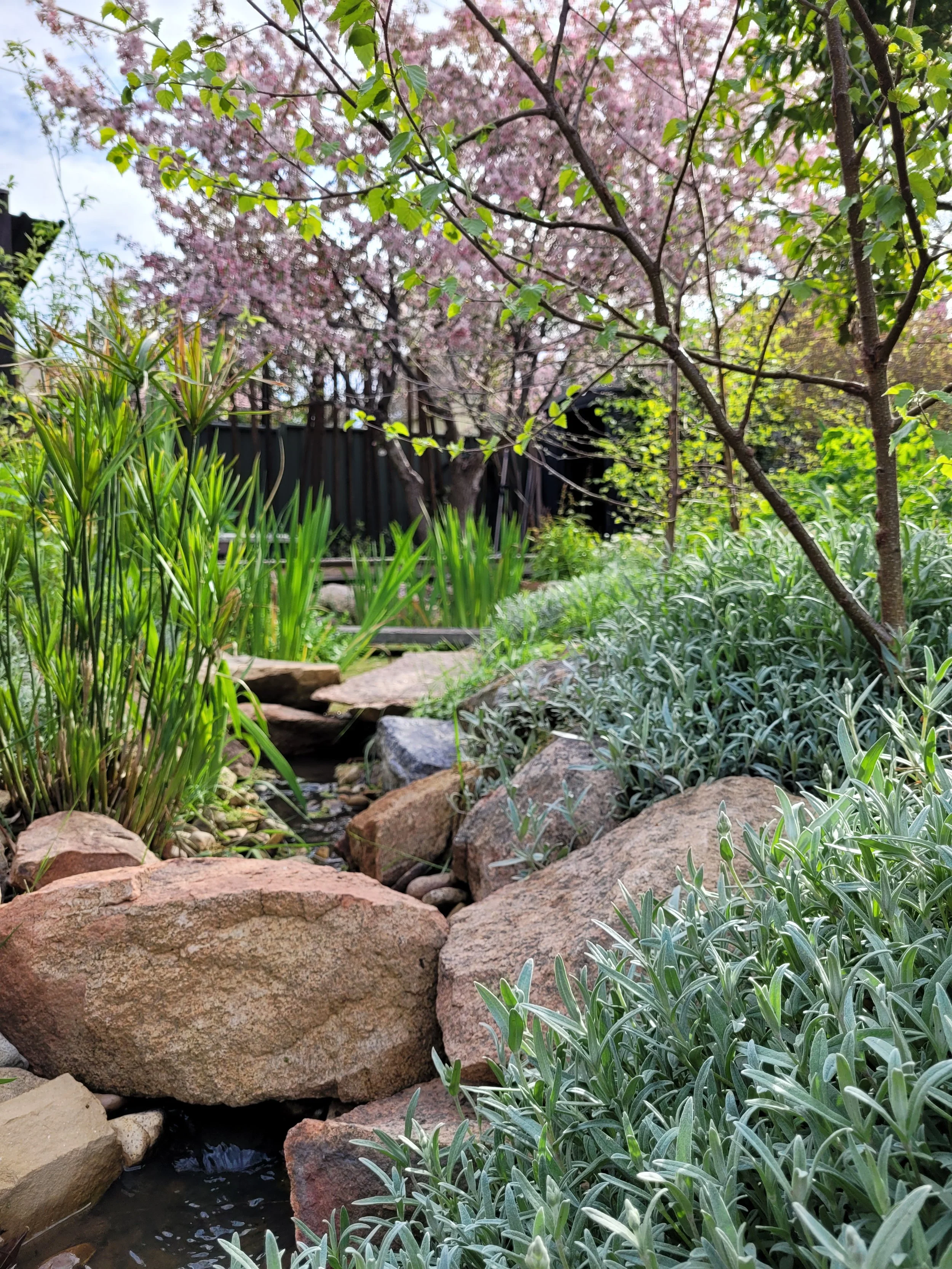 Garden canberra rocks plants