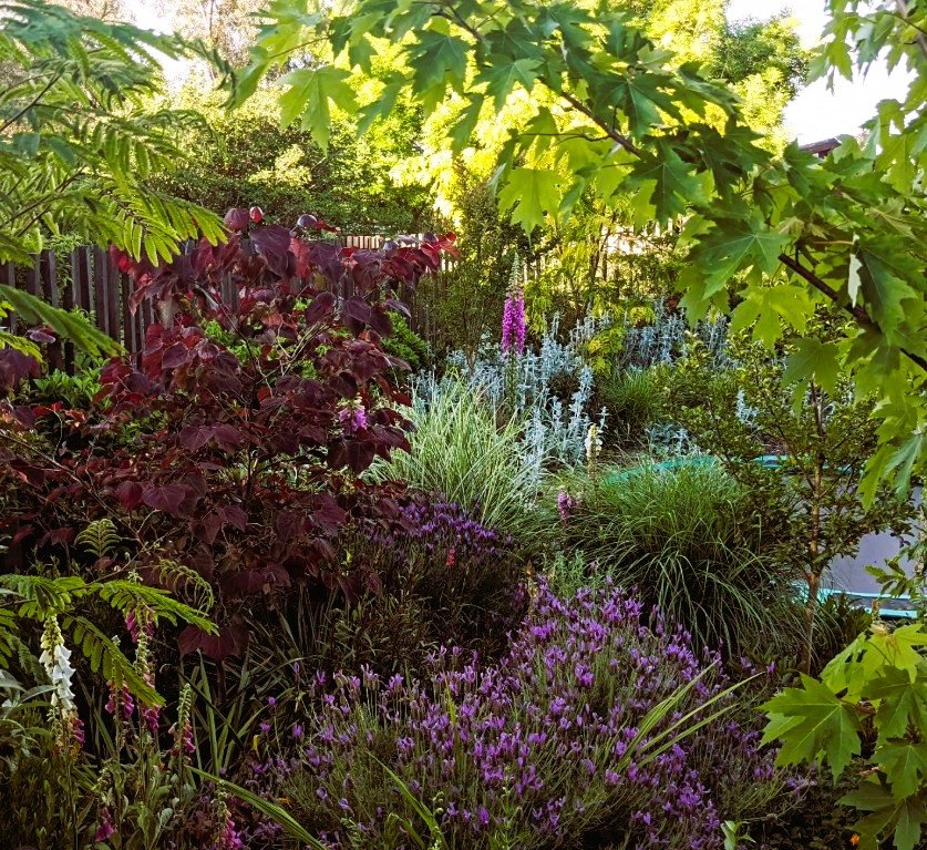 A lush garden with a variety of green, purple, and white plants, surrounded by trees and a wooden fence in the background, illuminated by sunlight.
