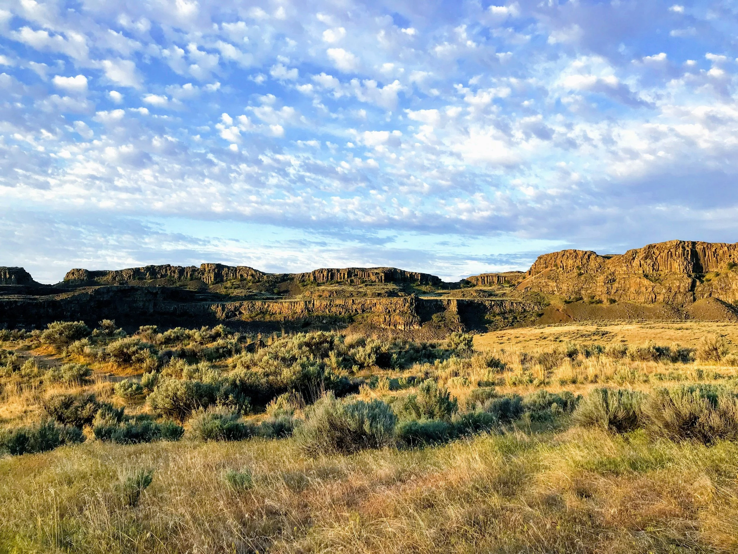 Paysage de prairie avec des buissons et des montagnes rocheuses au fond sous un ciel bleu avec des nuages blancs.