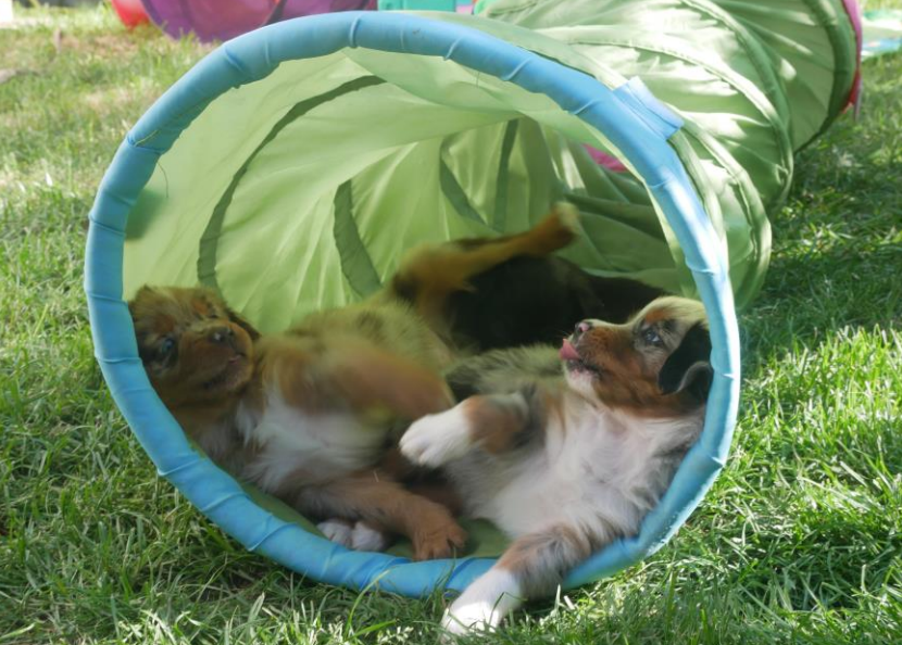 Three puppies playing inside a small, green fabric tent outdoors on grass.
