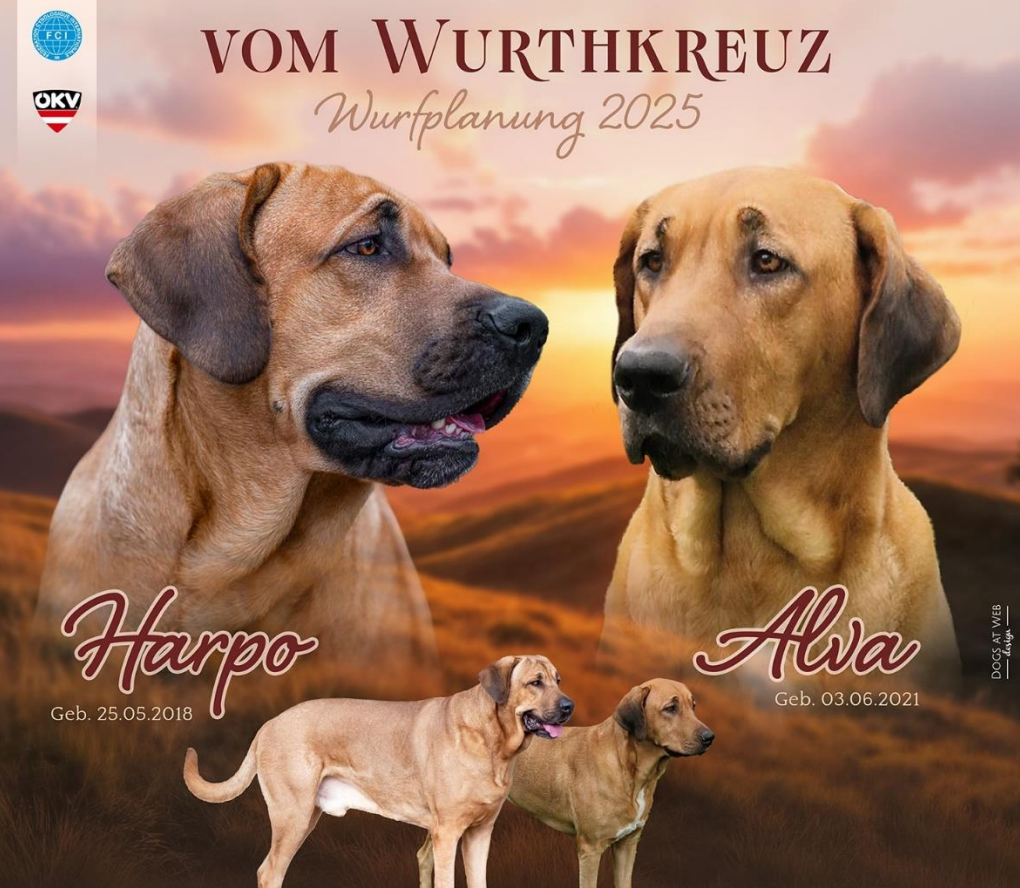 A digital photo collage of two dogs named Harpo and Alva, with a sunset landscape in the background. Harpo is on the left, born on May 25, 2018, and Alva is on the right, born June 3, 2021. The text at the top says "VOM WURTHKREUZ" with a subtitle "Wurfplanung 2025". There are logos in the top left corner.