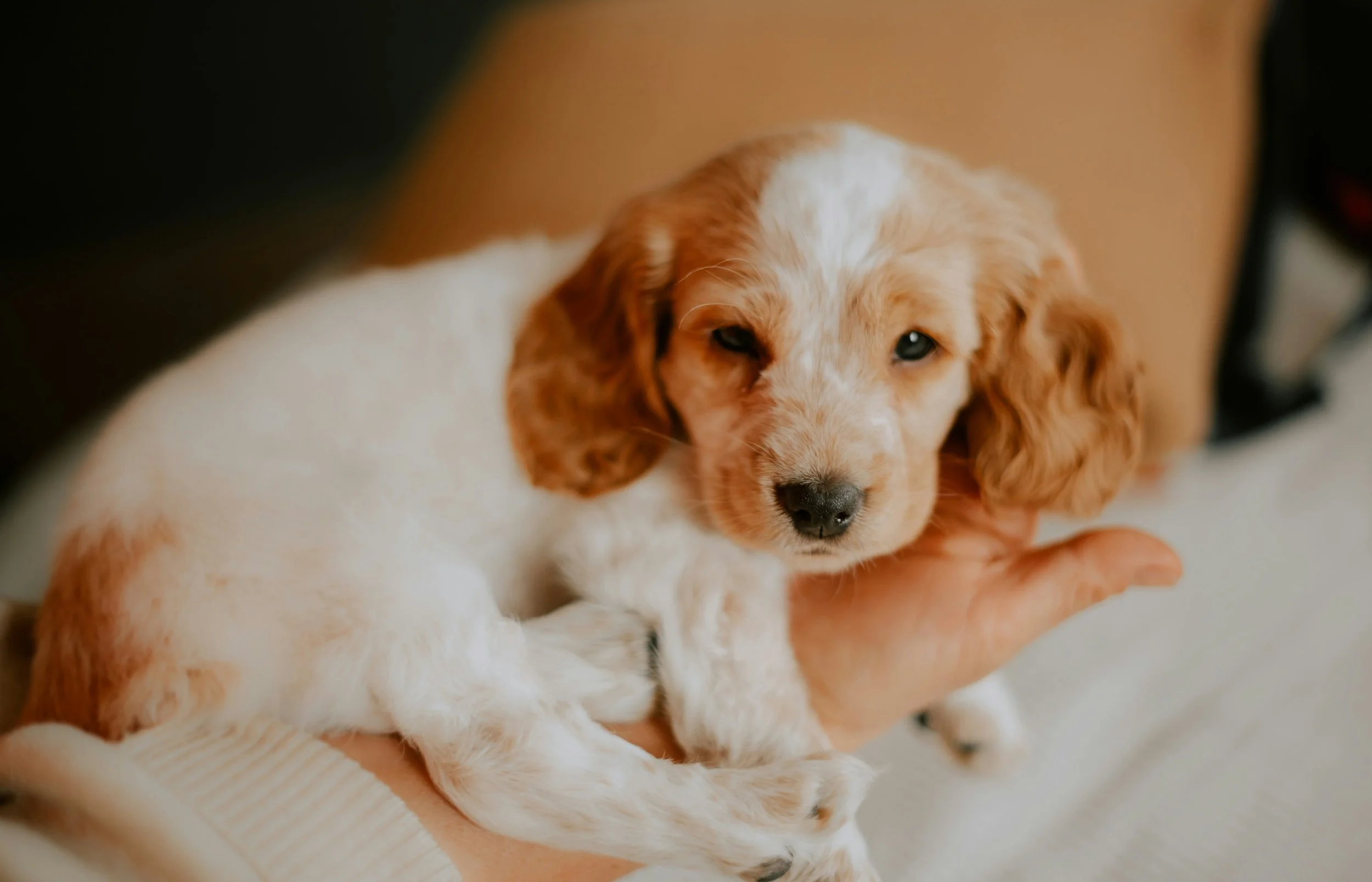 Cute puppy with white and brown fur, resting on a person's lap, indoors.