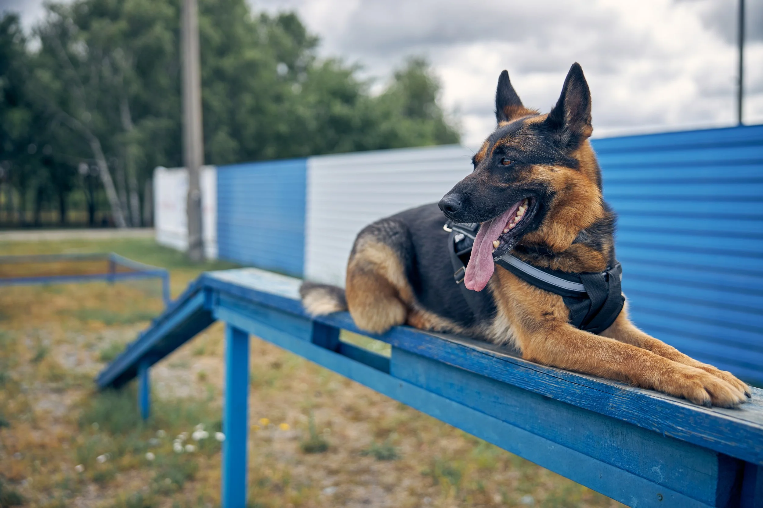 A German Shepherd dog lying on a blue park bench outdoors, with a background of trees and cloudy sky.
