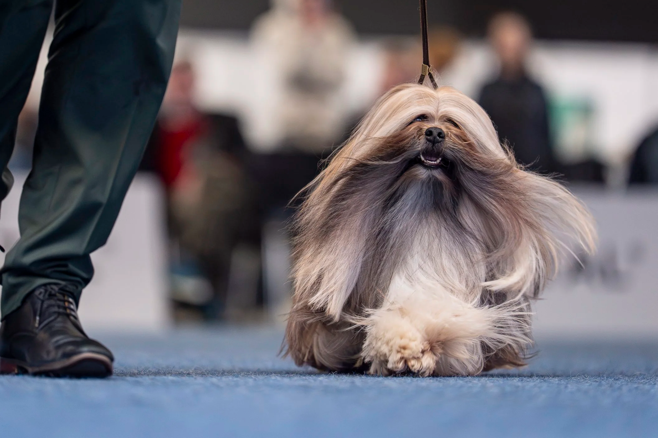 A fluffy dog with long hair sitting on the floor at a dog show, with a person standing next to it holding its leash. The background is blurred with people.