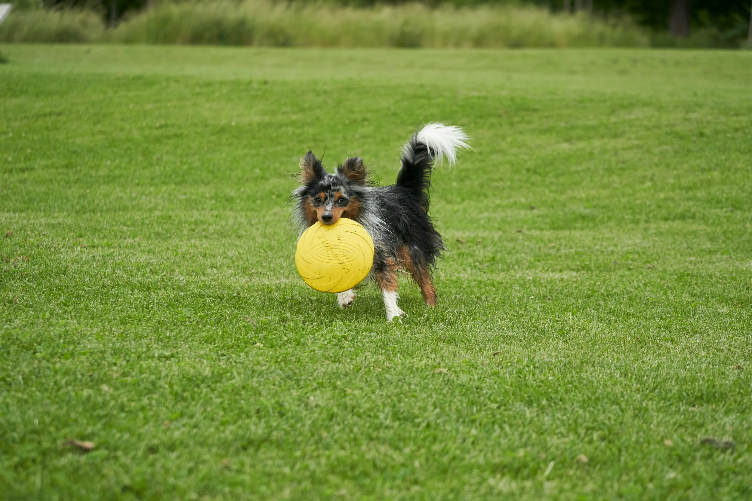 Dog playing with a yellow ball on a grassy field.
