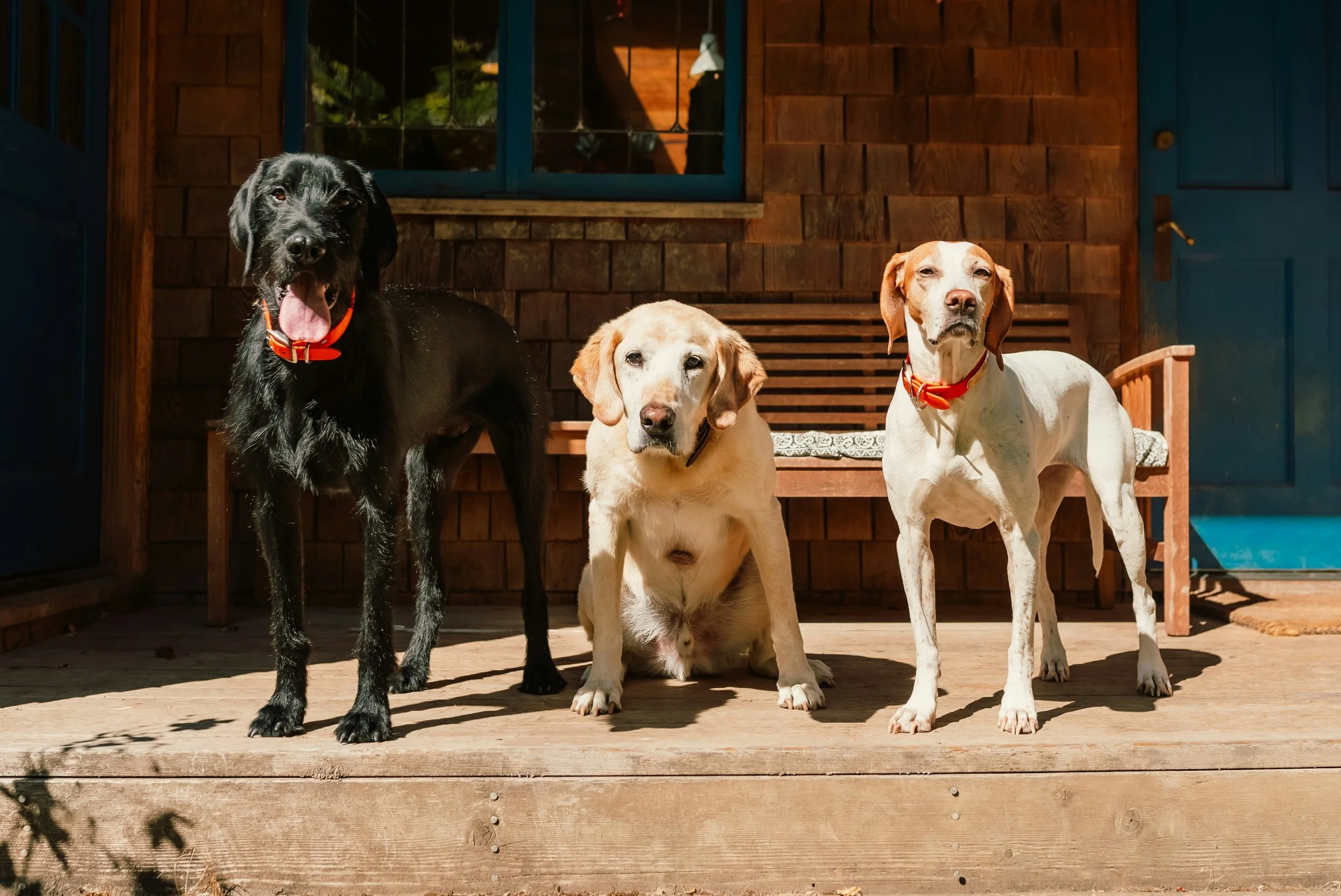 Three dogs standing on a wooden porch in front of a brown wooden house. The dog on the left is black with floppy ears, sticking out its tongue. The middle dog is light-colored with darker ears and a serious expression. The dog on the right has a white coat with brown spots, floppy ears, and is also looking serious. All dogs are wearing red collars.