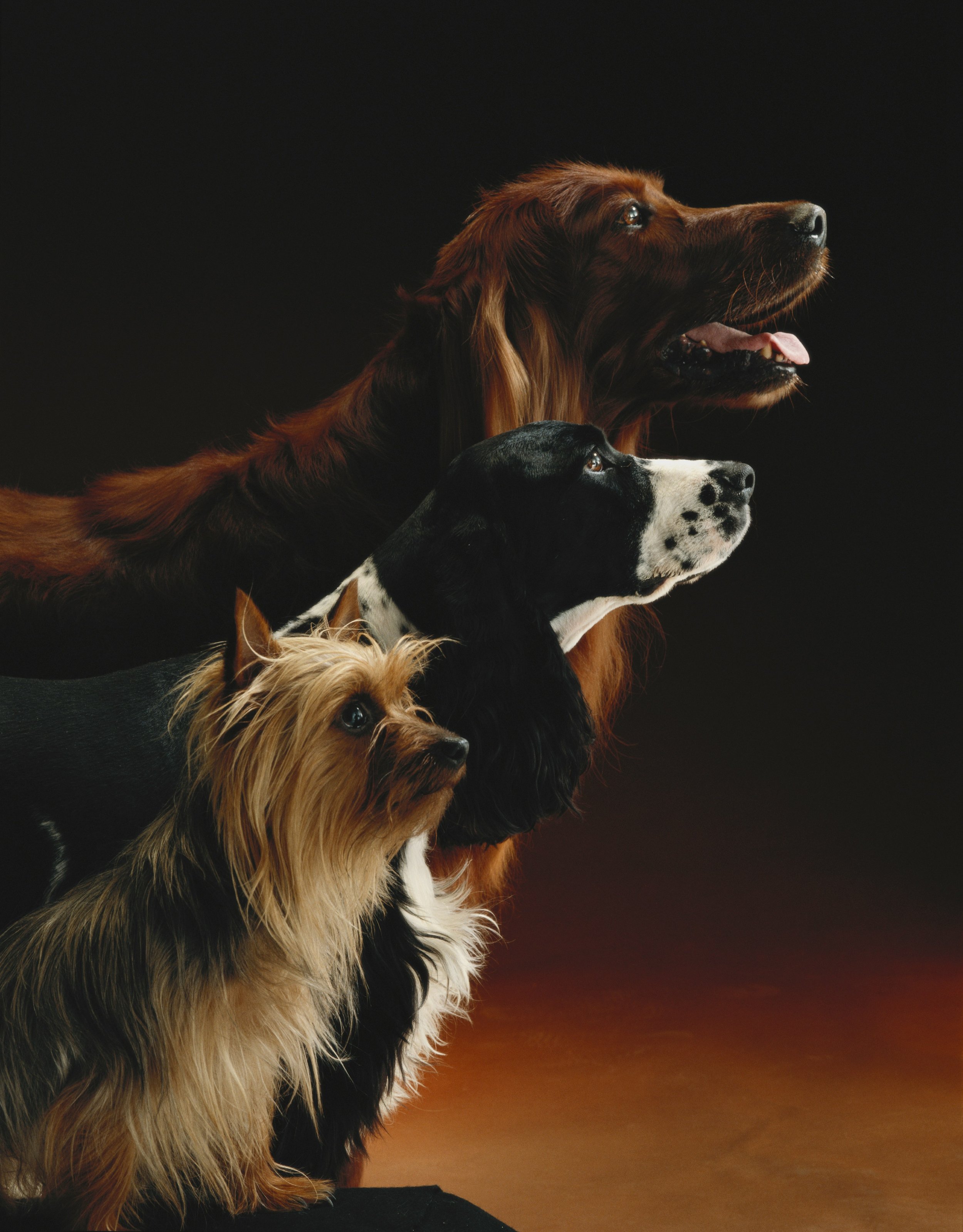 Four dogs of different breeds looking upward against a dark background. The dogs have various fur colors and markings.
