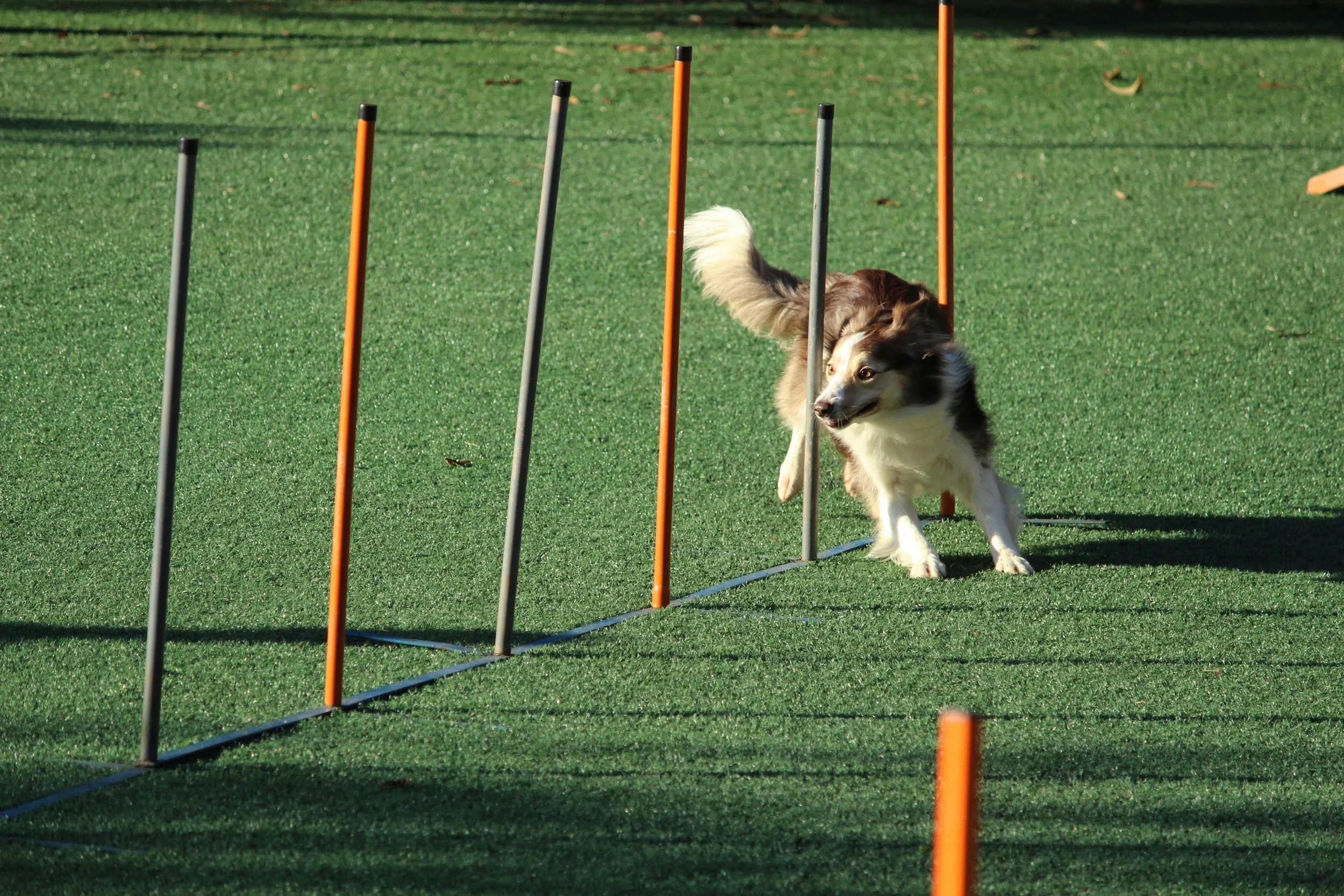 Dog navigating through agility weave poles on a green grassy field.