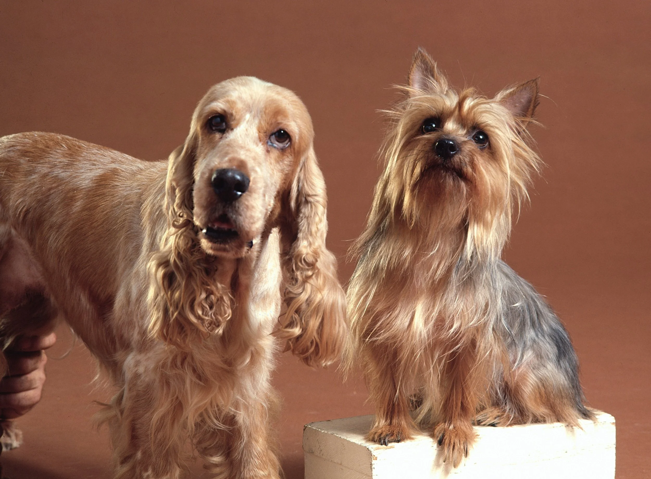 A golden retriever and a Yorkshire terrier standing together in a studio setting with a brown background.