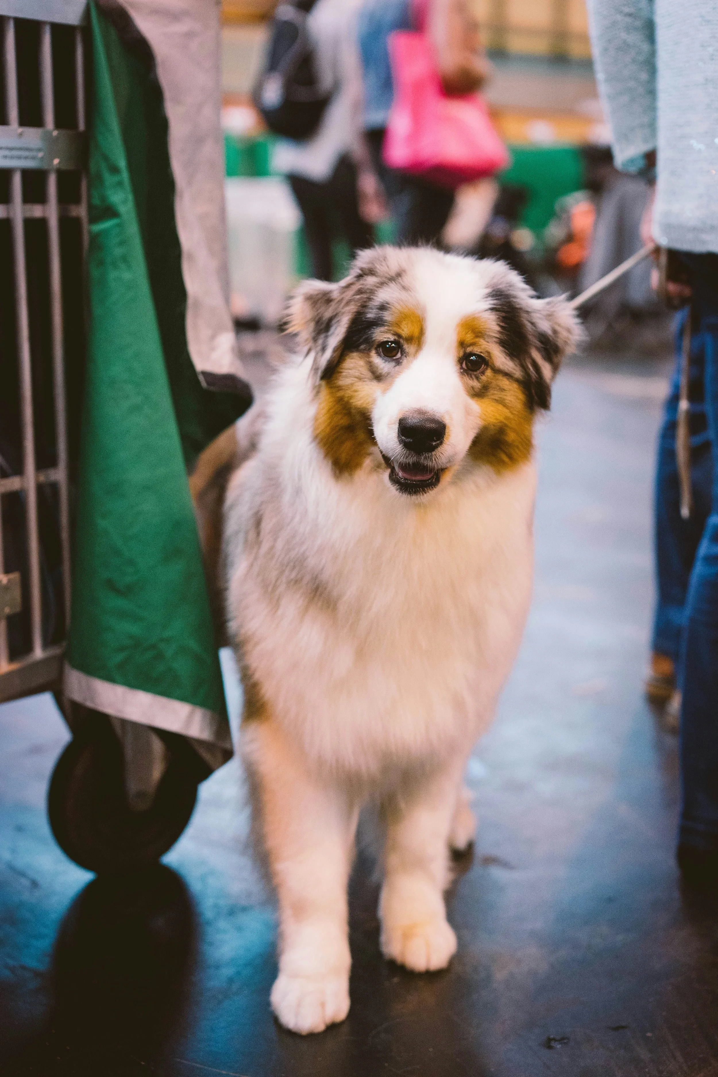 A young Australian Shepherd puppy with blue eyes, black, white, and tan fur, standing on a dark floor in a busy indoor setting with blurred people and colorful belongings in the background.