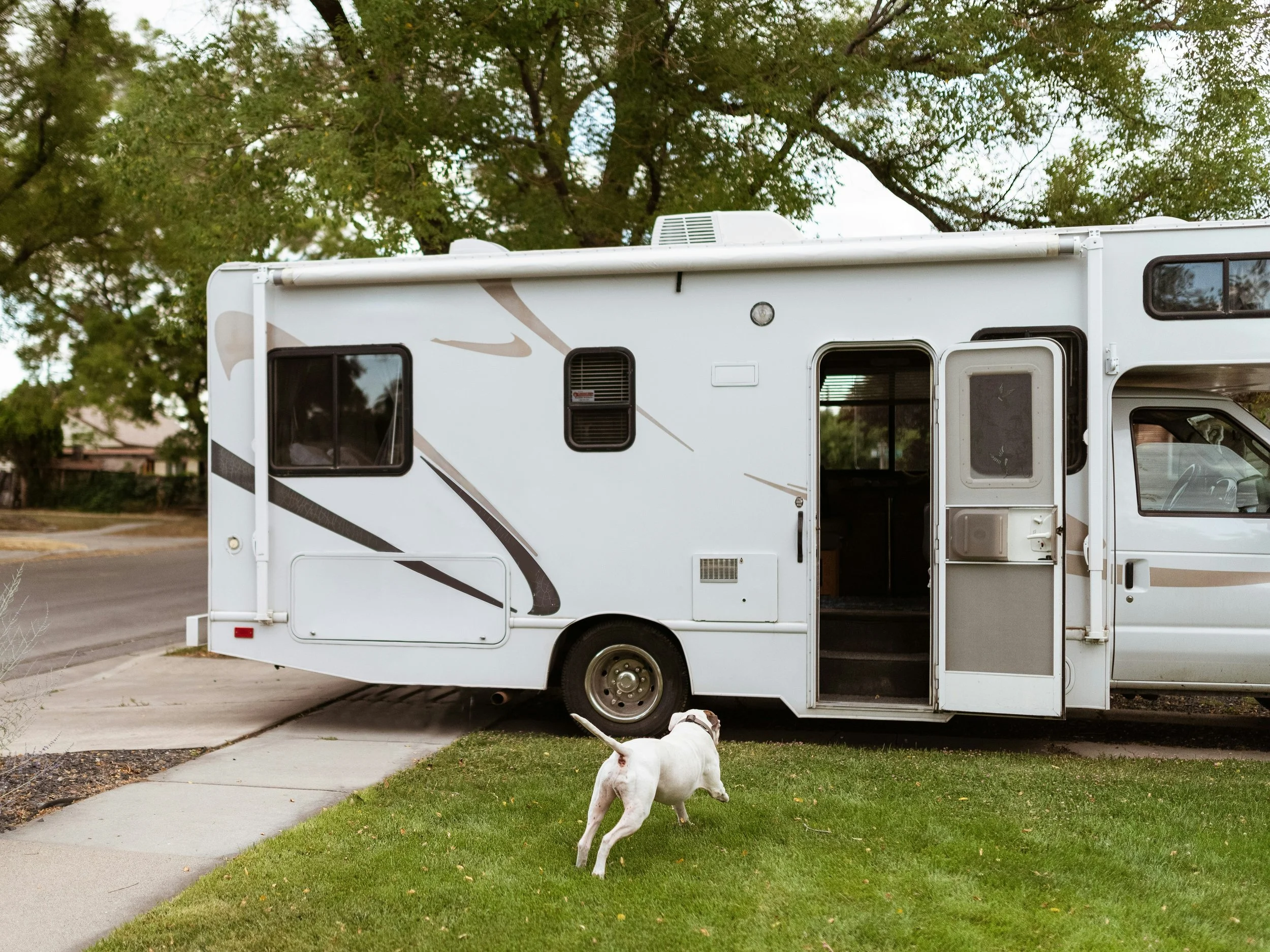 A white dog with a brindle tail walking on grass near a concrete sidewalk next to a white RV with brown and black stripes, parked on a tree-lined street.