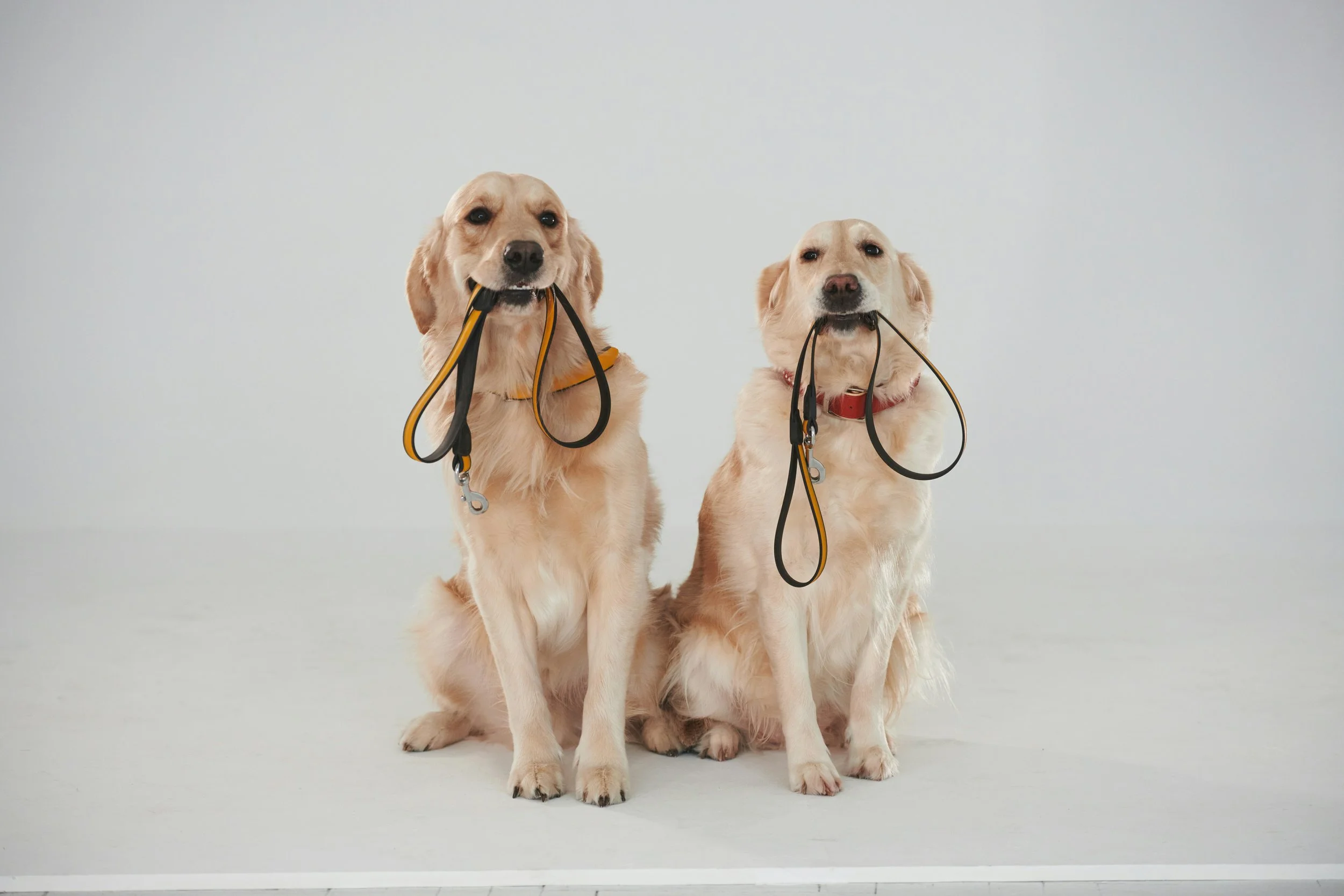 Two golden retrievers sitting side by side with leashes in their mouths, against a plain white background.