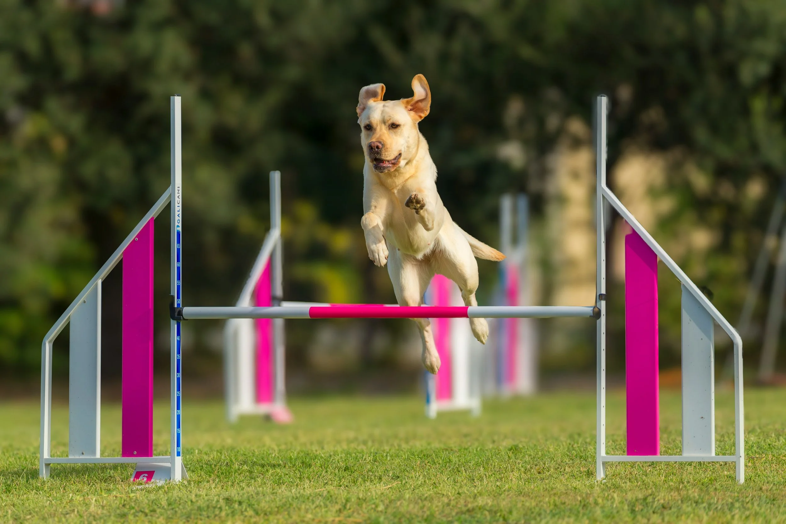 A dog participating in an agility course jumping over a pink and white hurdle outdoors on grass with a blurred green background.