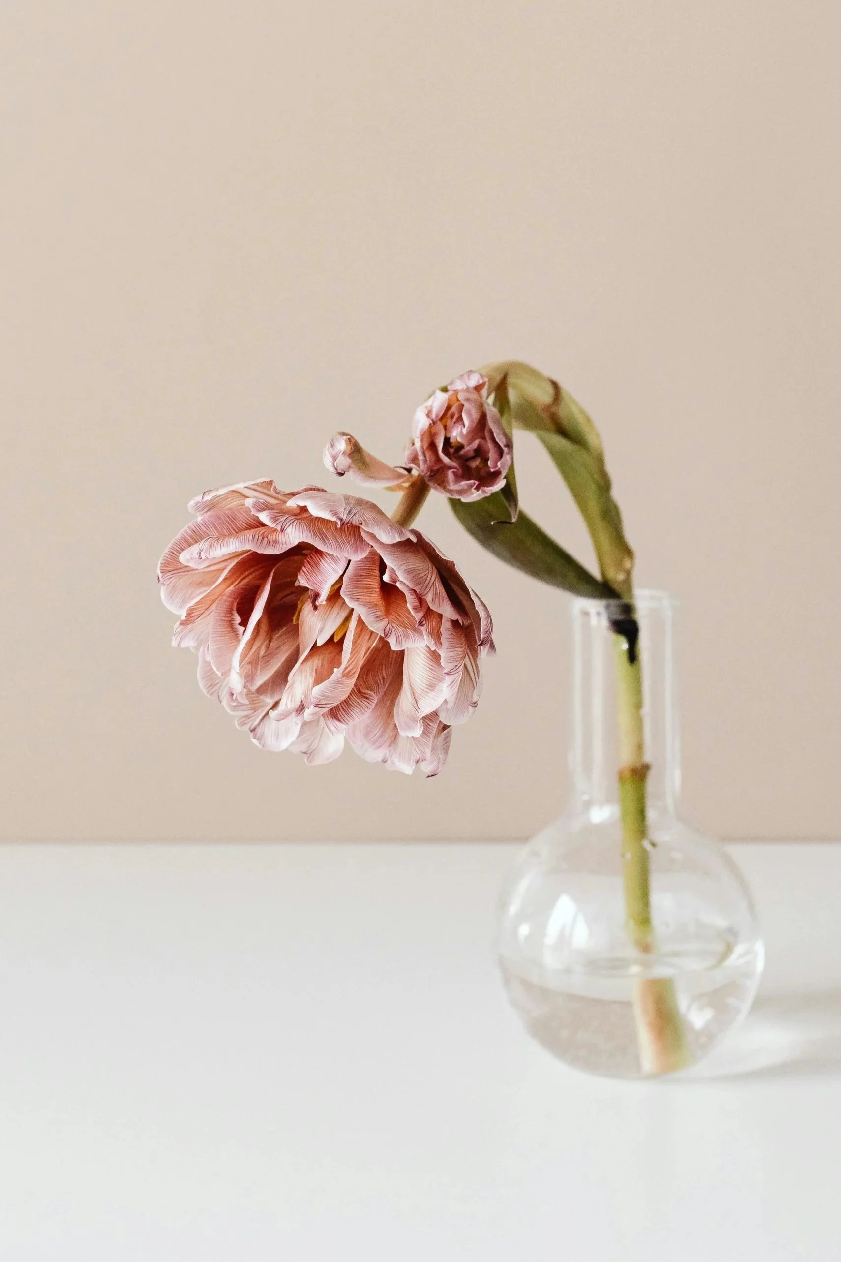 A pink, wilted flower in a clear glass vase representing a person in a certain walk of life who has come for counselling