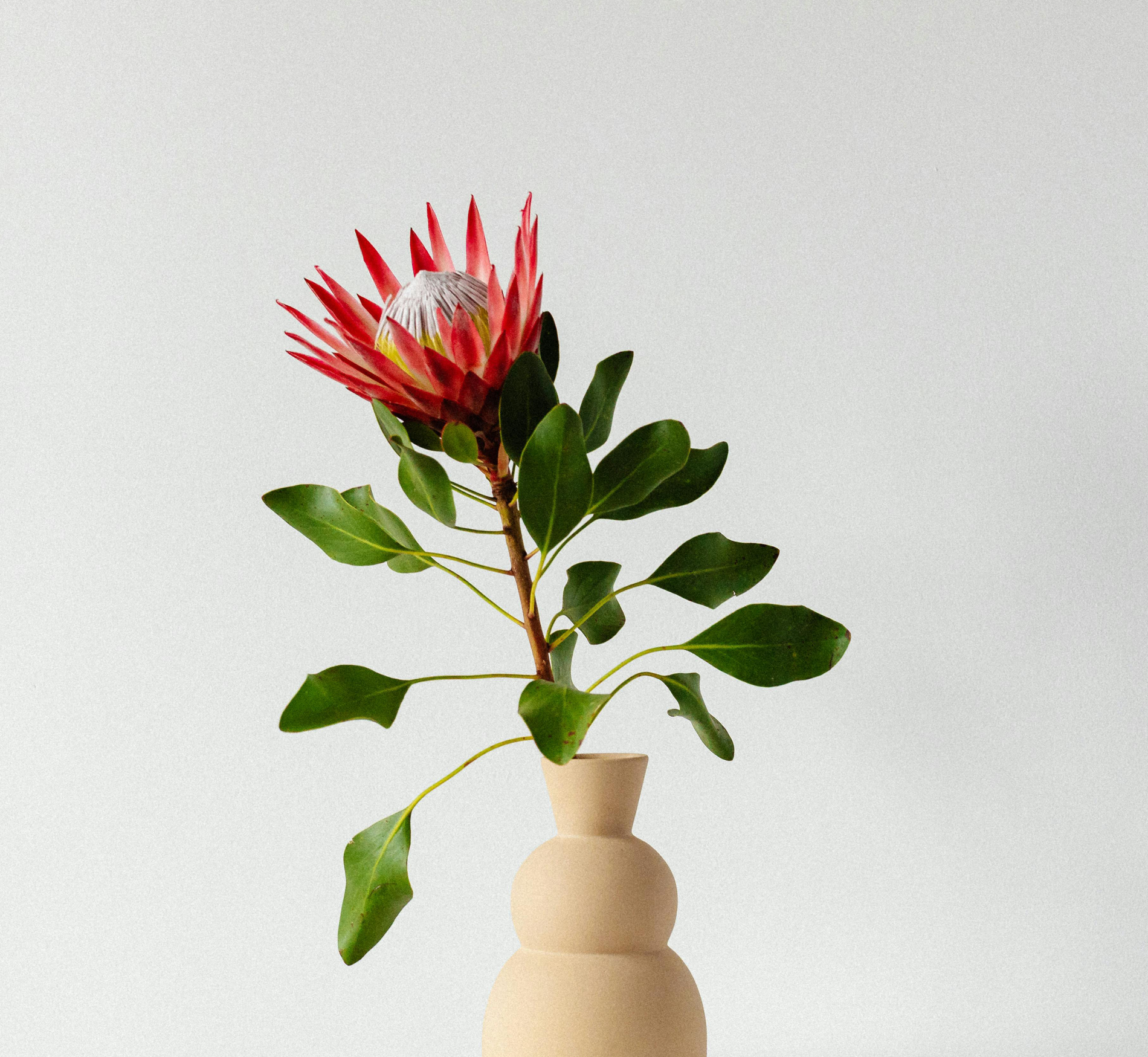 A single potted plant representing individual therapy and personal growth.