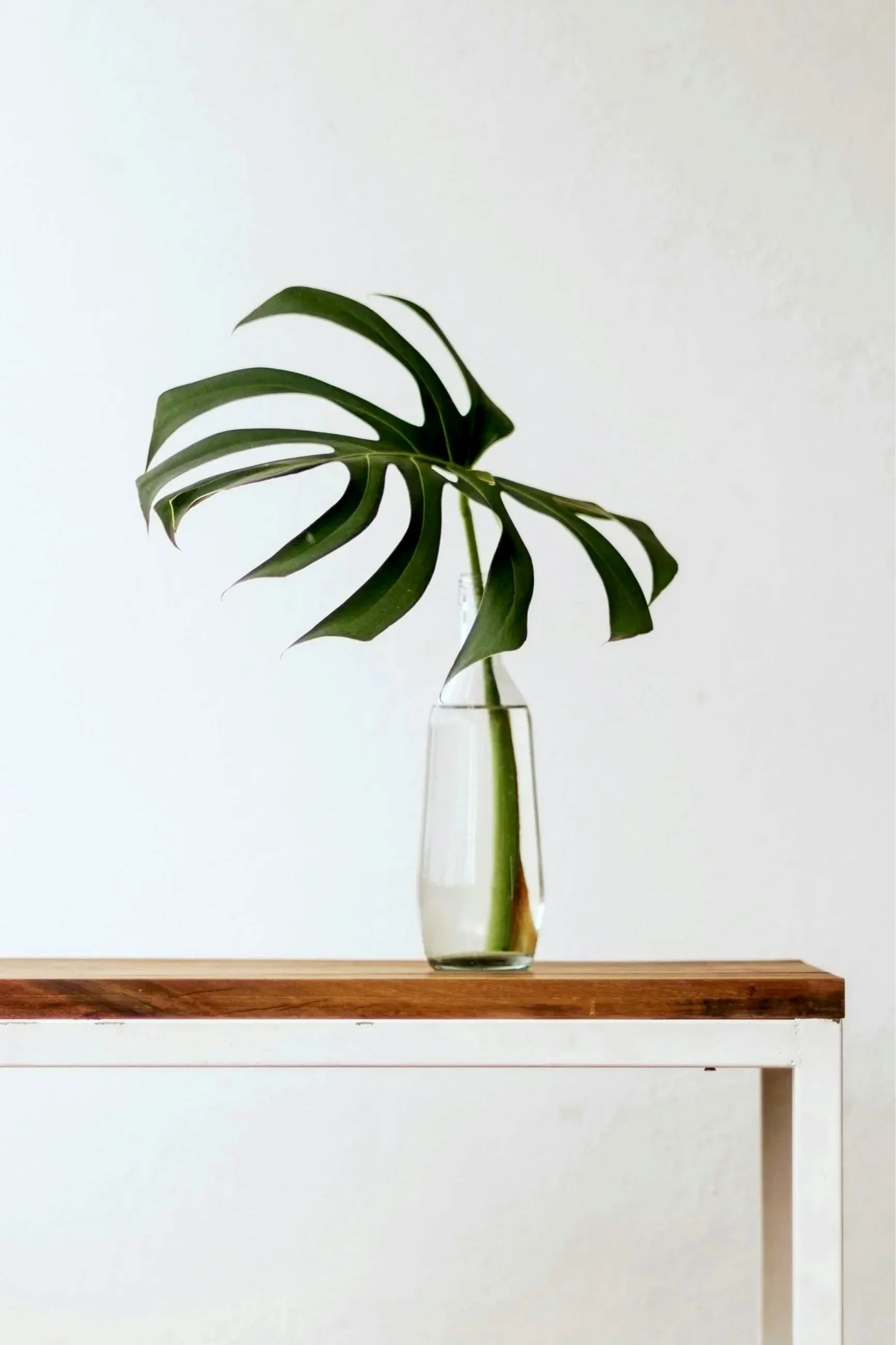 A single Monstera leaf in a clear glass vase representing a person in a certain walk of life who has come for counselling