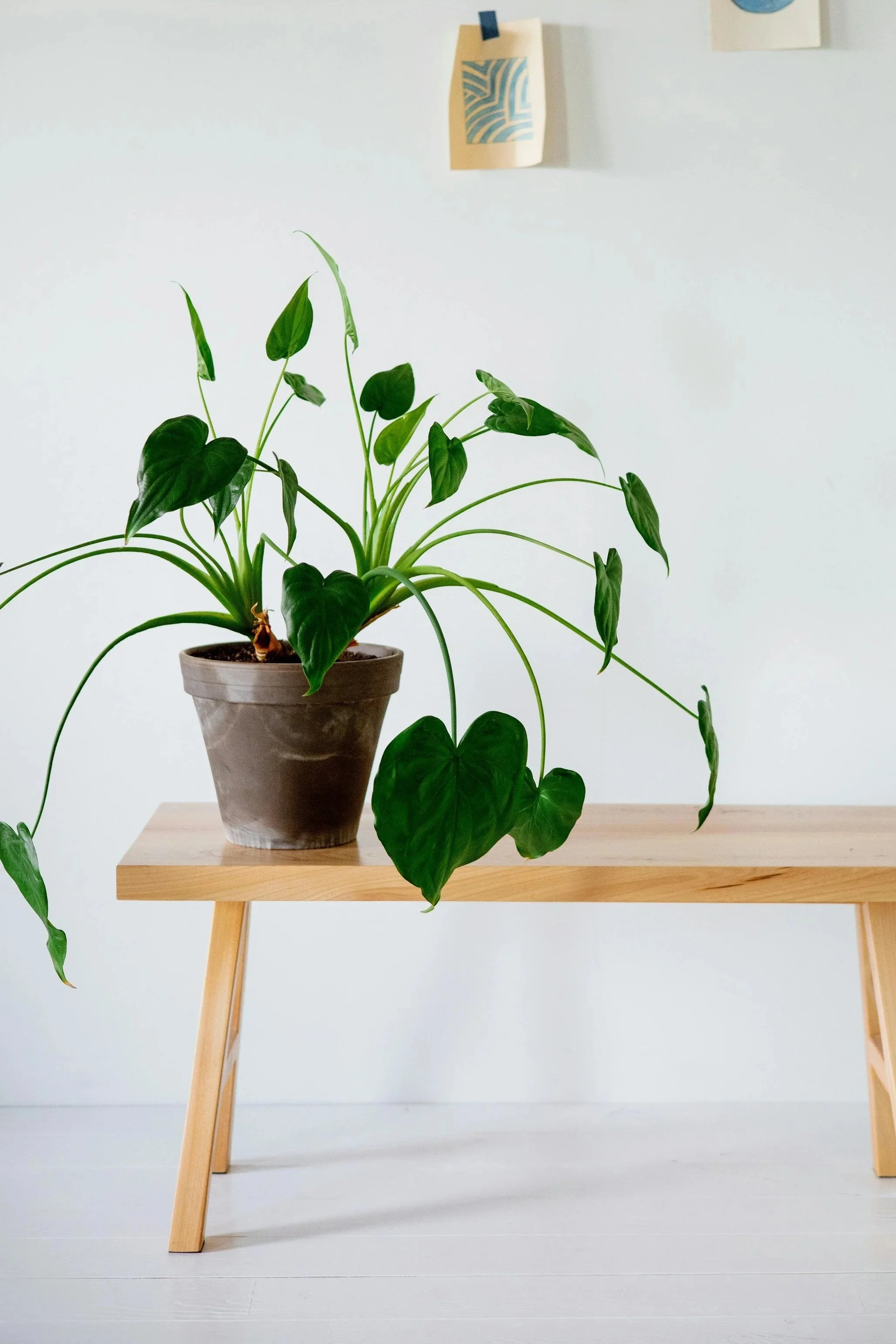 A single potted plant representing individual therapy and personal growth.
