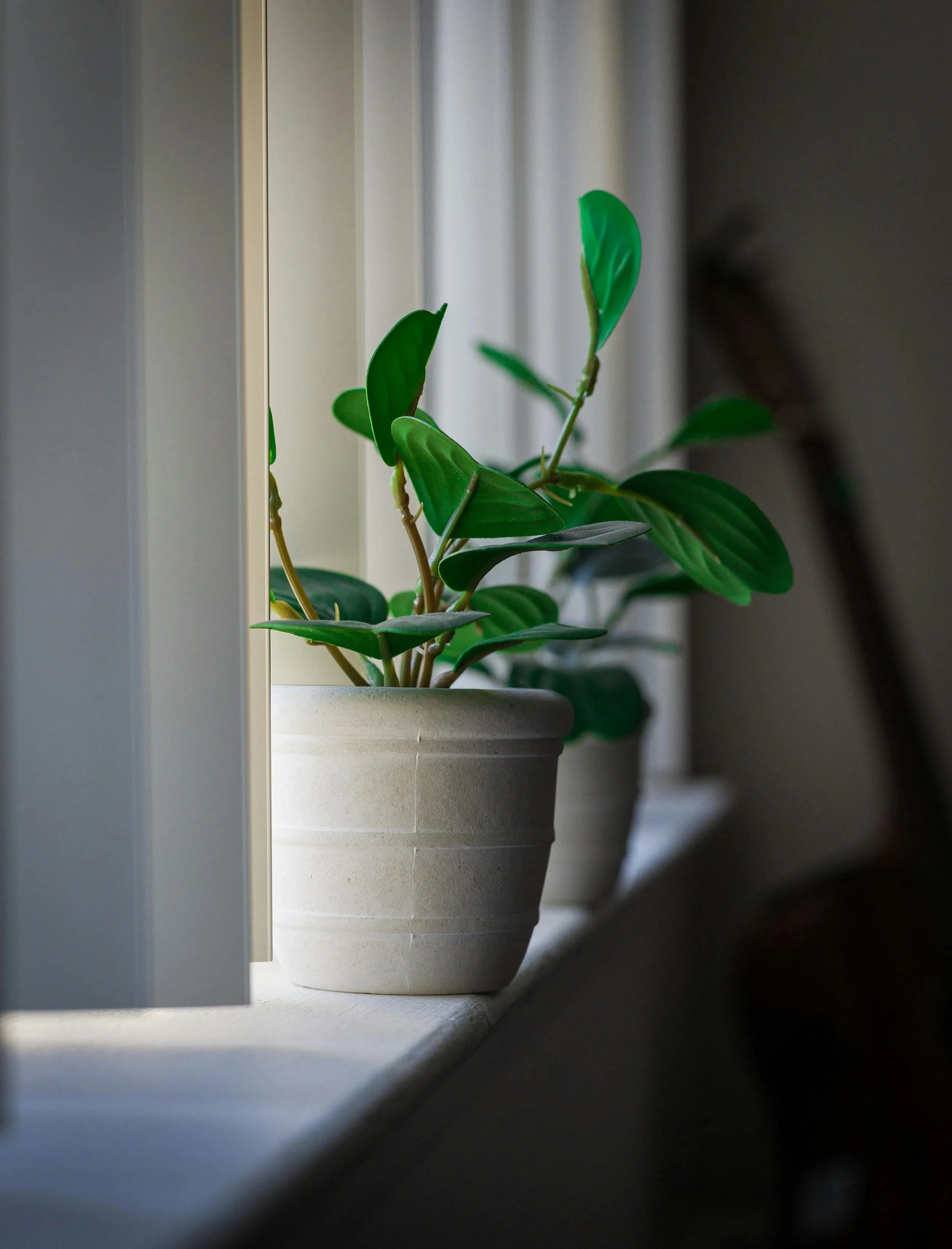 Plants in pots on a windowsill with curtains in the background.