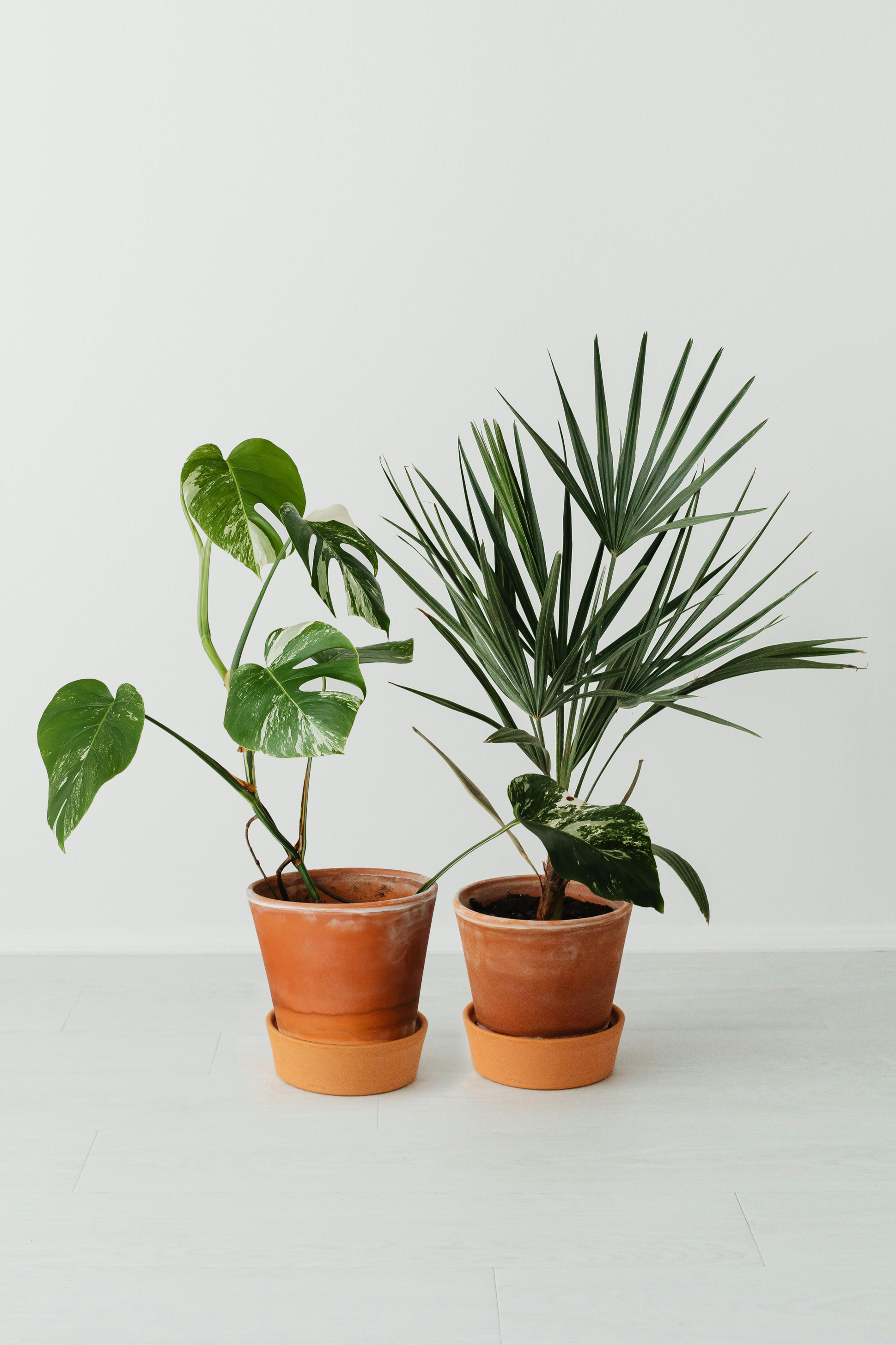 Two potted green houseplants placed together, representing couples therapy.