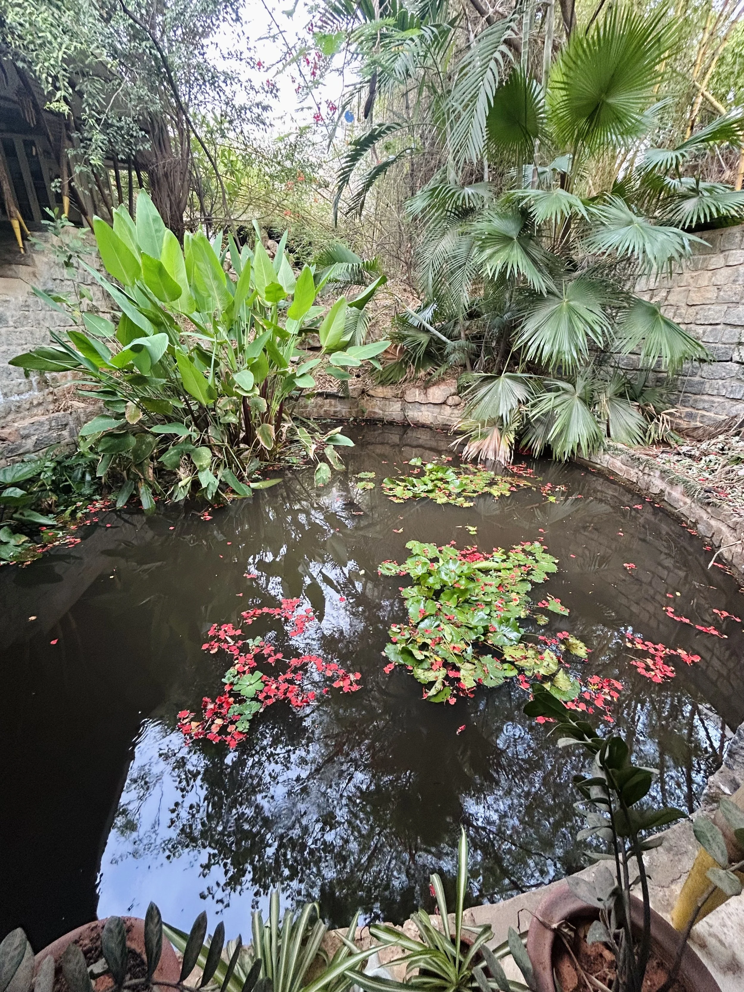 A small man-made pond surrounded by various tropical plants and trees, with pink water lilies floating on the water's surface.