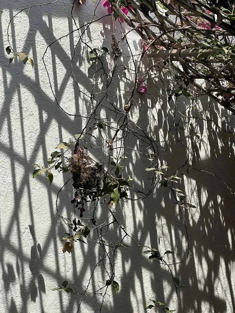 Shadow of a vine and branches on a textured wall with some wilted leaves and a dried, withered cluster of plant material.