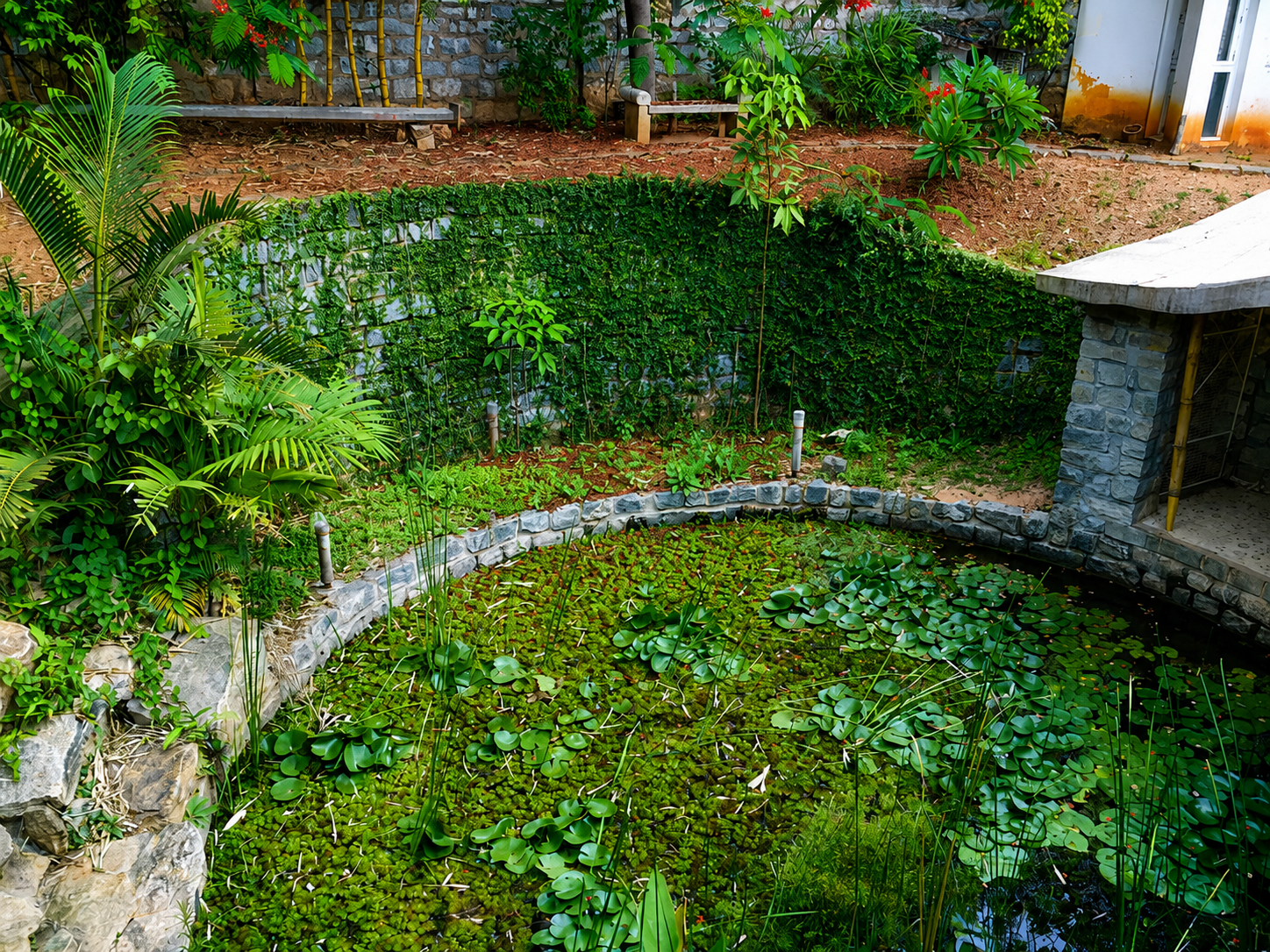 A small garden pond with water lilies and aquatic plants, surrounded by lush green foliage, stone border, and a stone wall in the background.