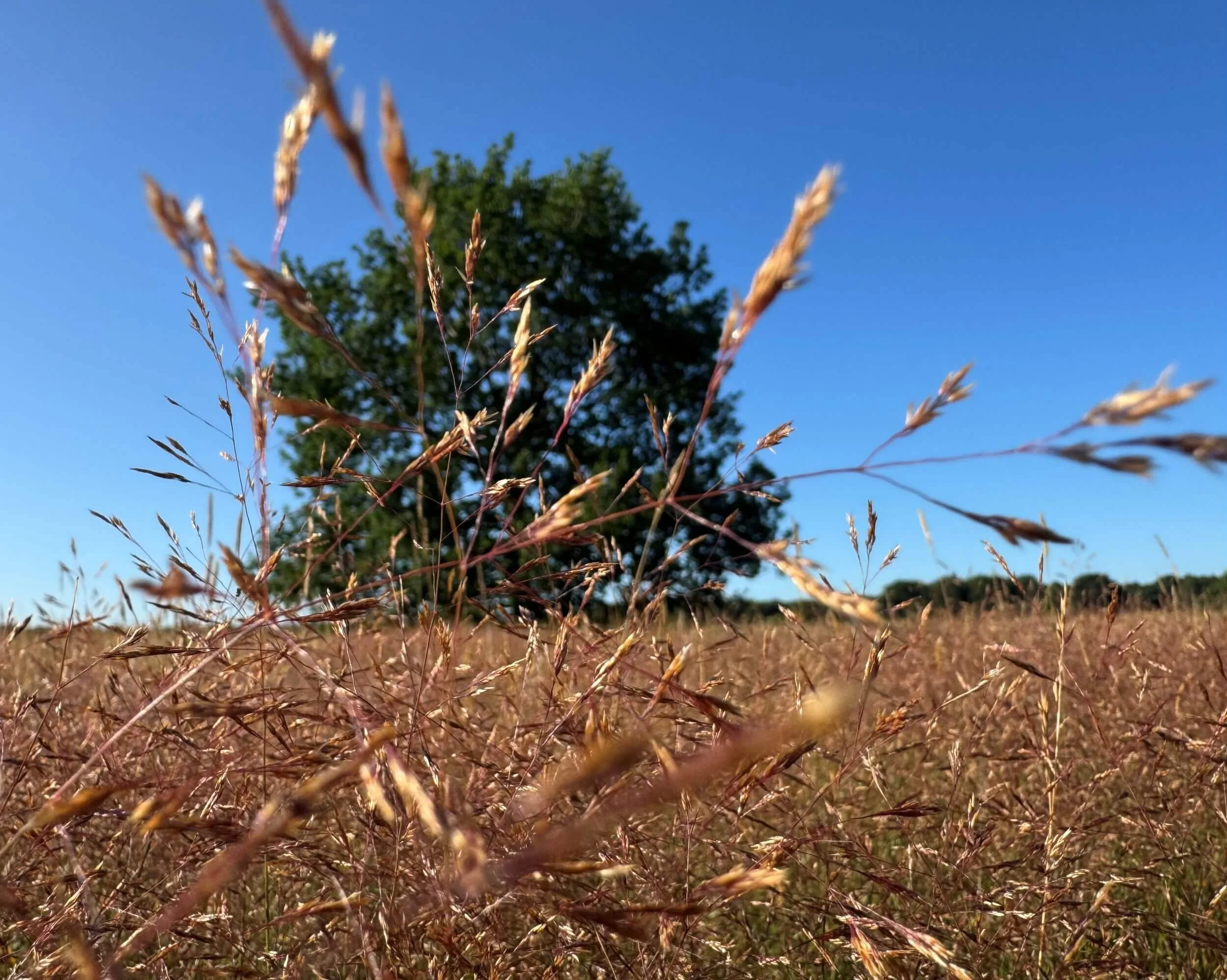 Field texture © Ian Clark Photography