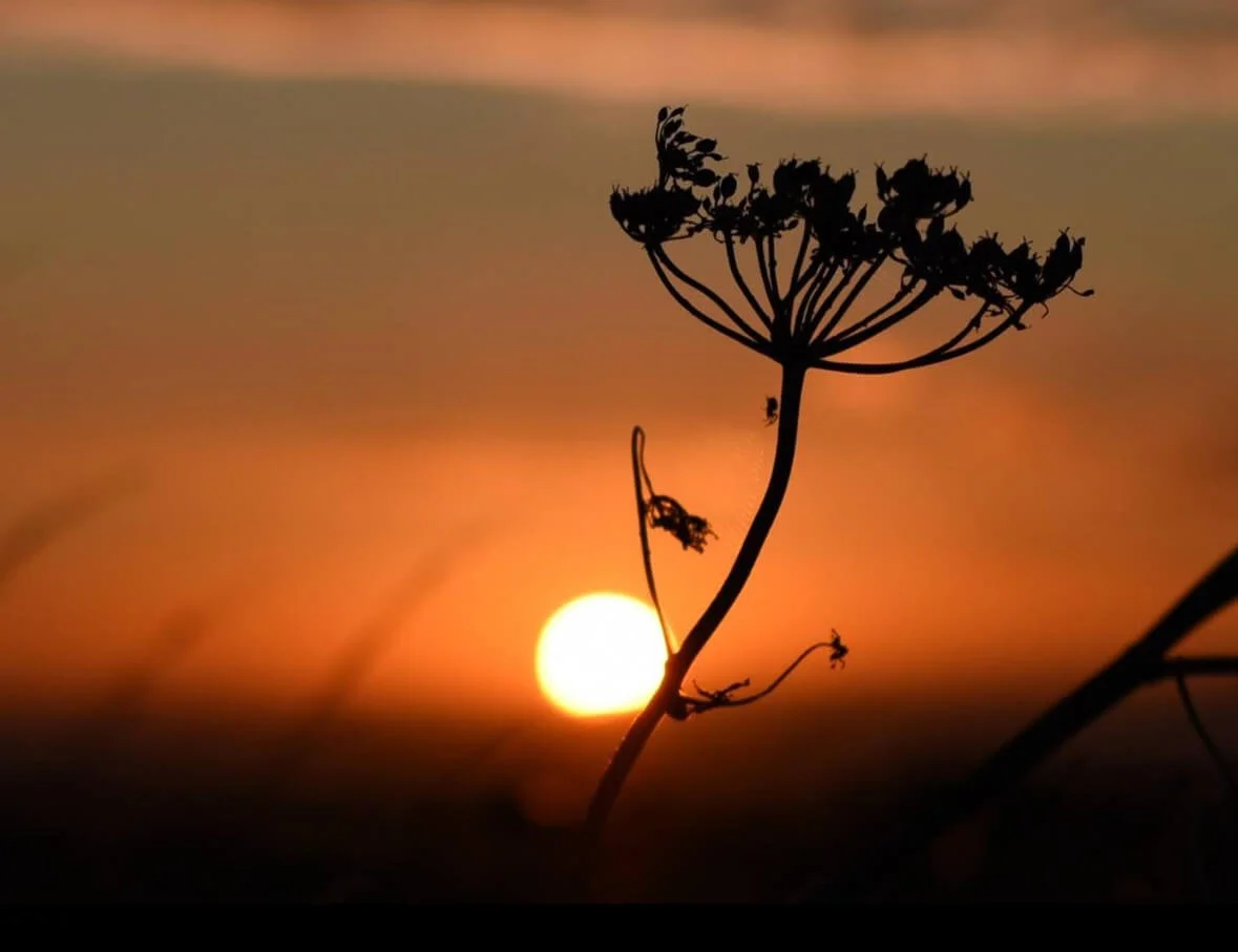 Cow parsley at sunset © Ian Clark Photography 