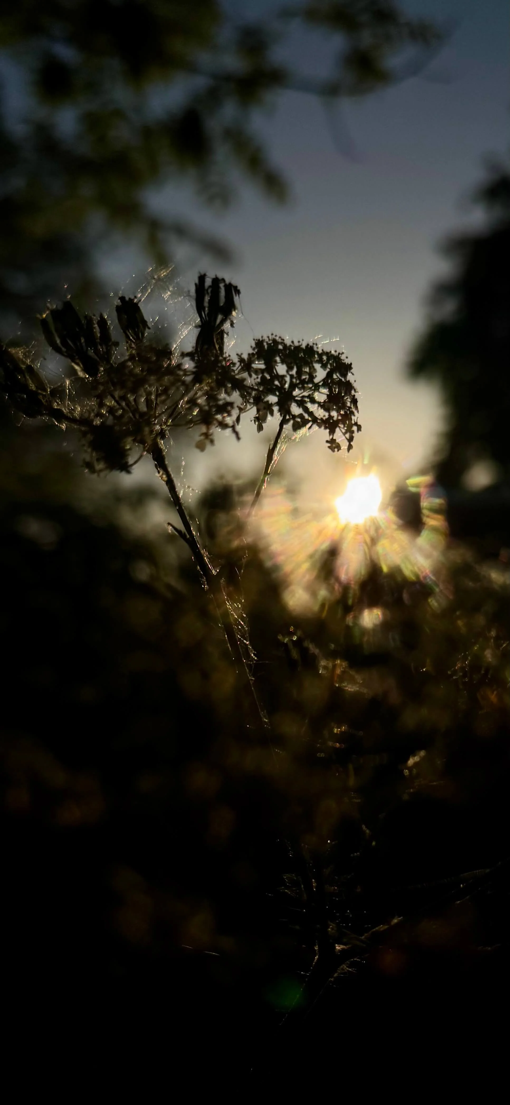 Morning frost © Ian Clark Photography