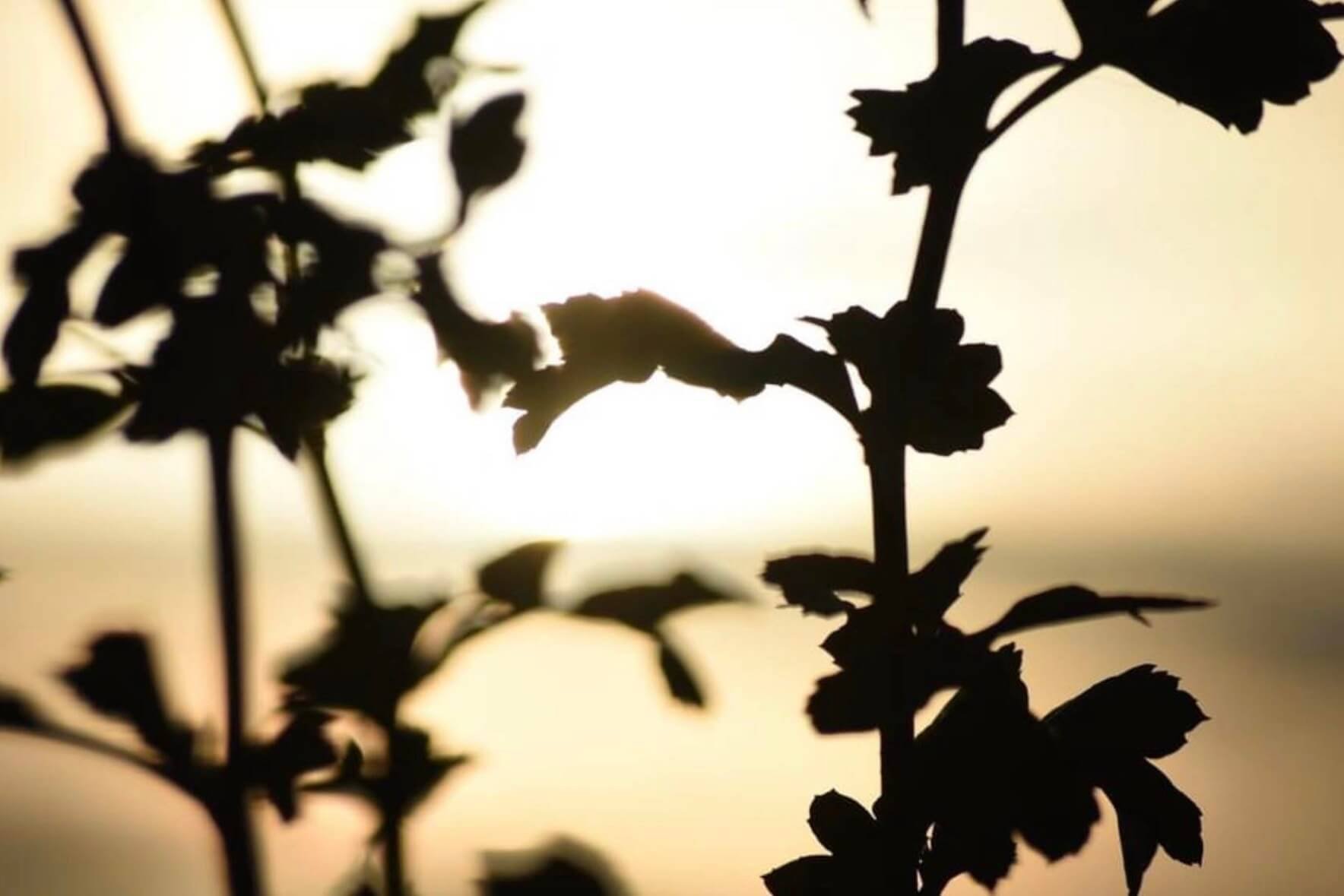 Leaf silhouette © Ian Clark Photography