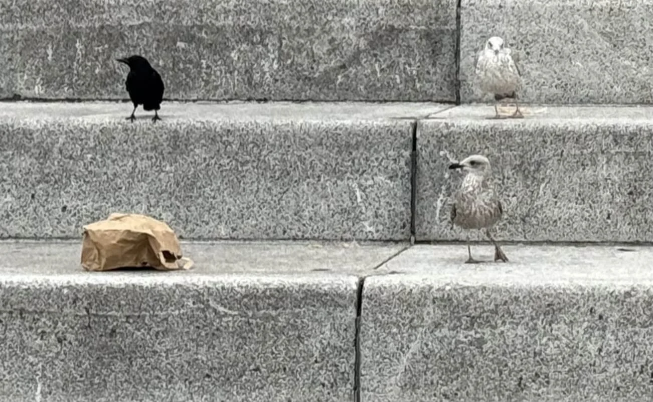 Birds, Bristol, UK  © Ian Clark Photography
