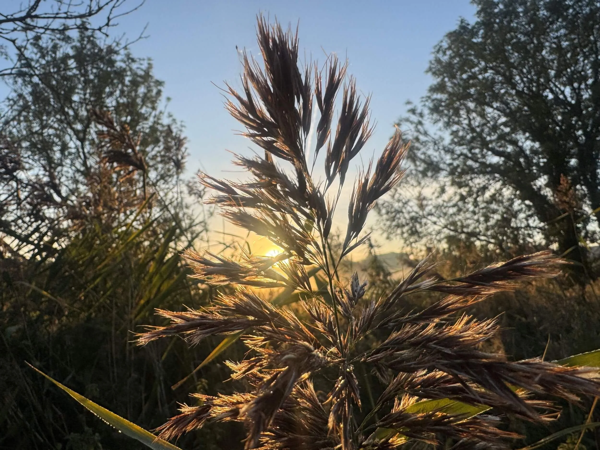 Leaf texture © Ian Clark Photography