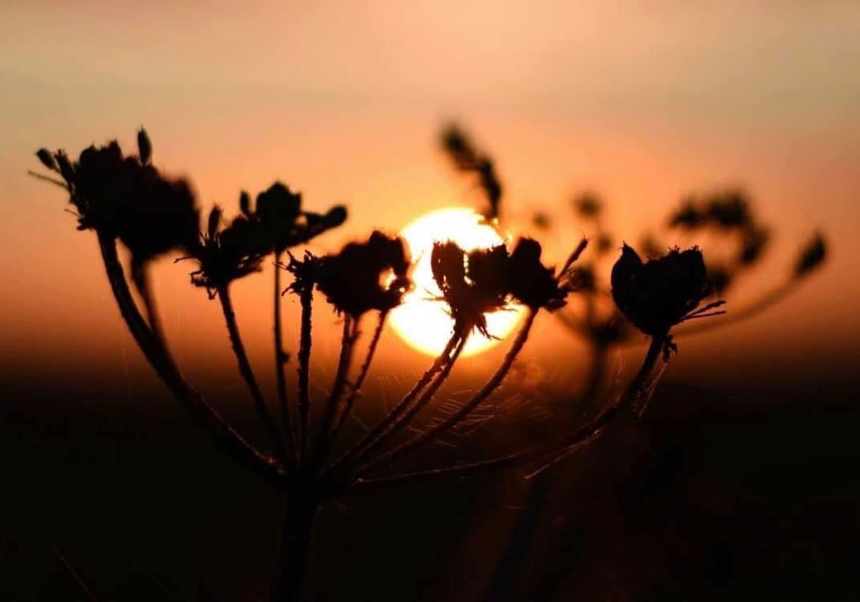cow-parsley-ian-clark-photography.jpg