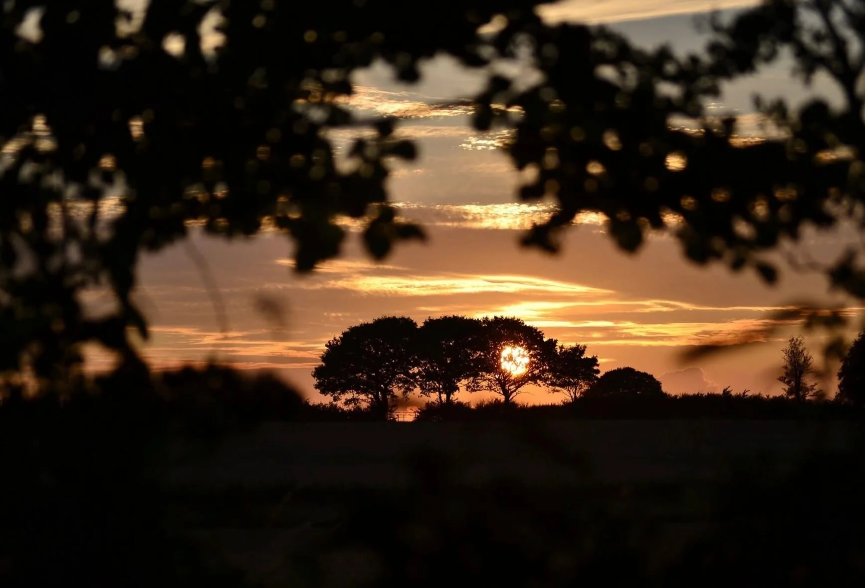 Treescape at sunset © Ian Clark Photography