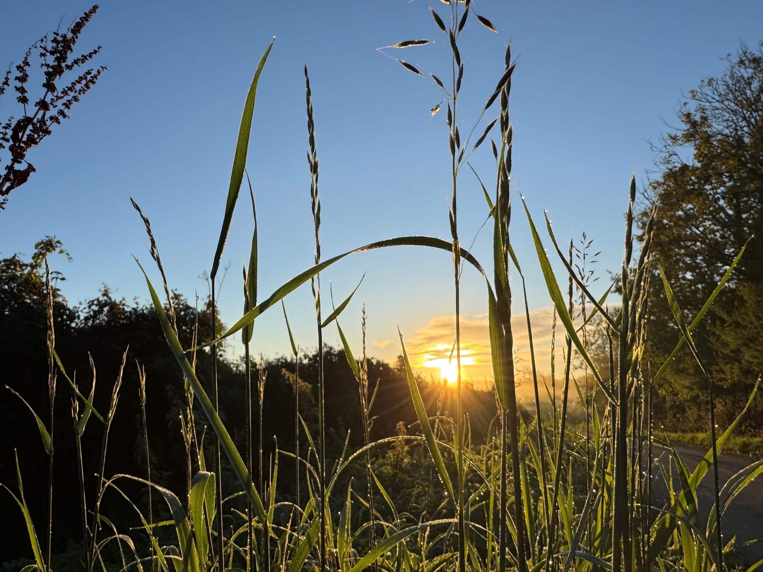 Sunset grasses © Ian Clark Photography