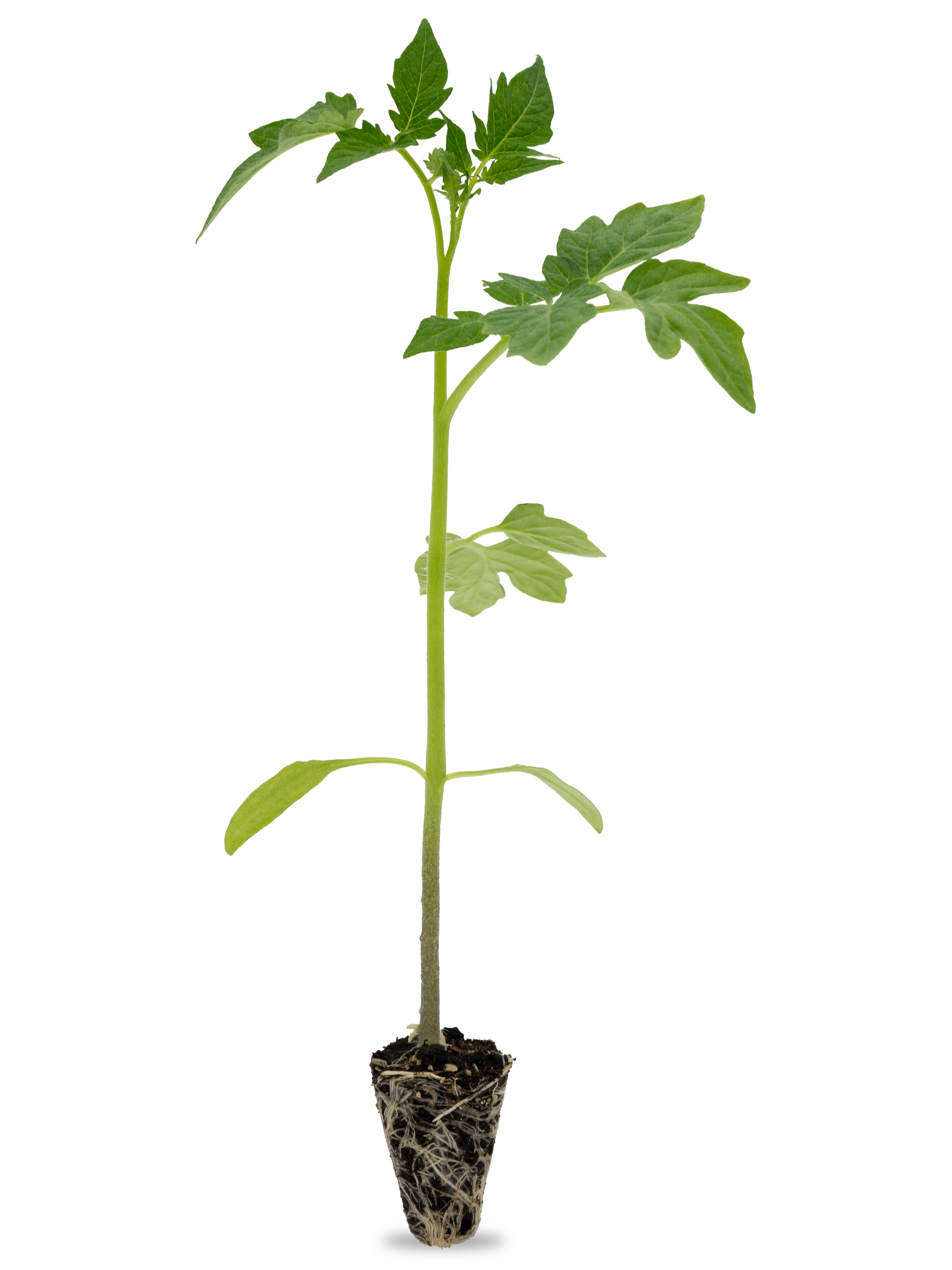 A young tomato plant with multiple green leaves growing in a small root ball of soil.