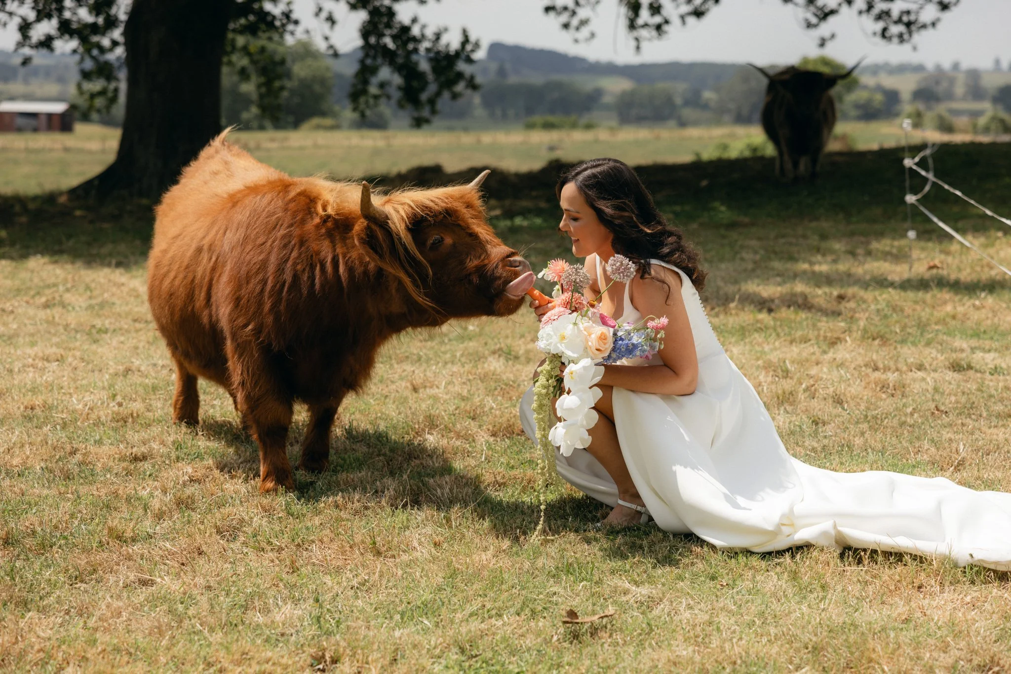 A woman in a white dress kneels on the grass holding a bouquet of flowers while offering a carrot to a brown Highland cow, which is licking her face. In the background, there is a fence, trees, and a second cow.